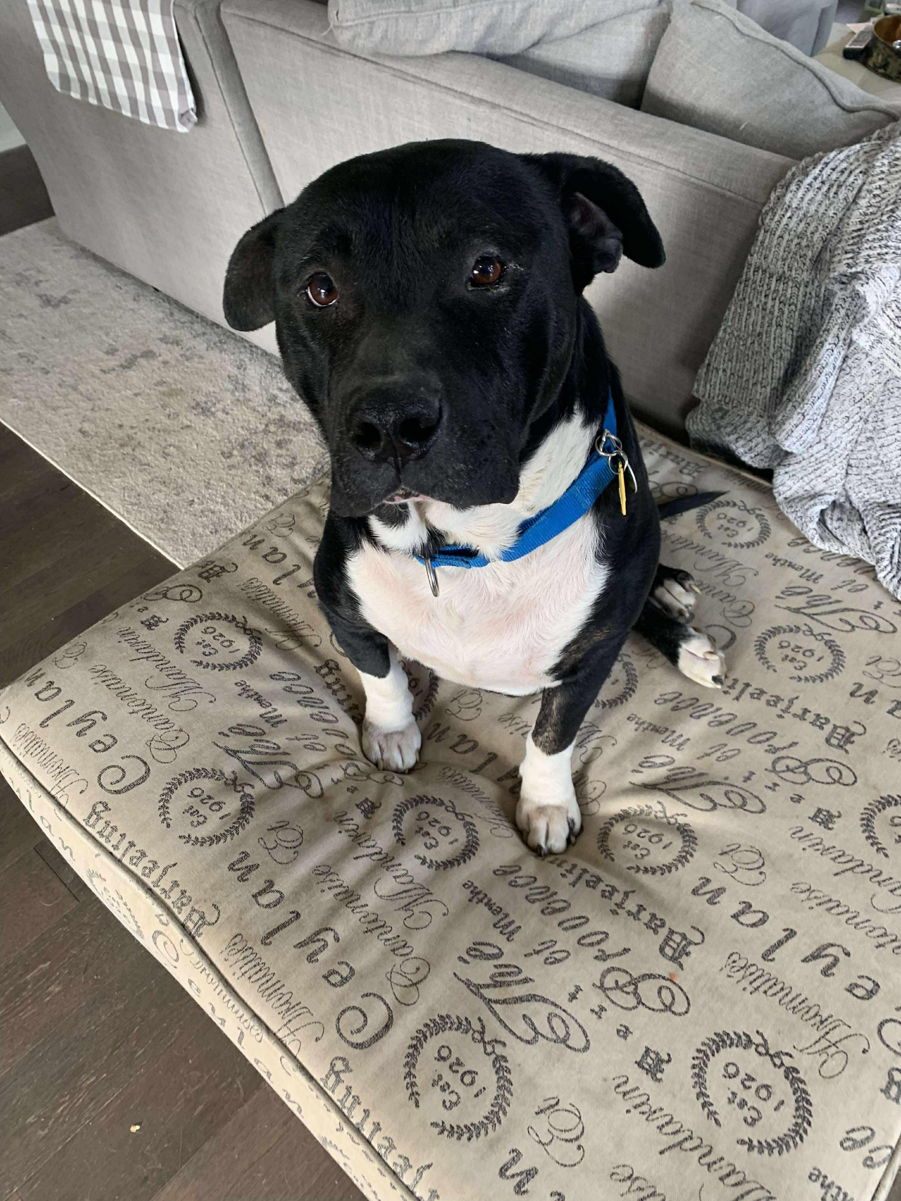 Enlarge Boss, a Adoptable mixed breed in Florissant, MO image 1/6