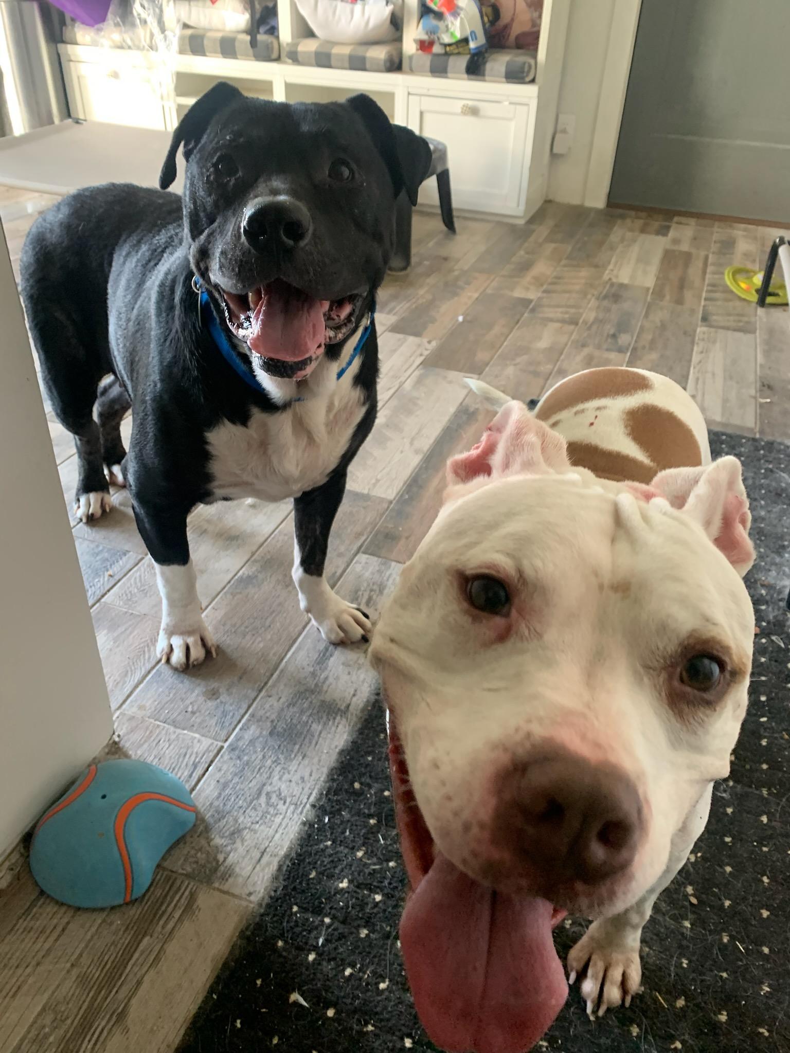 Enlarge Boss, a Adoptable mixed breed in Florissant, MO image 2/6