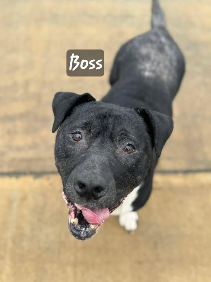 Enlarge Boss, a Adoptable mixed breed in Florissant, MO image 4/6