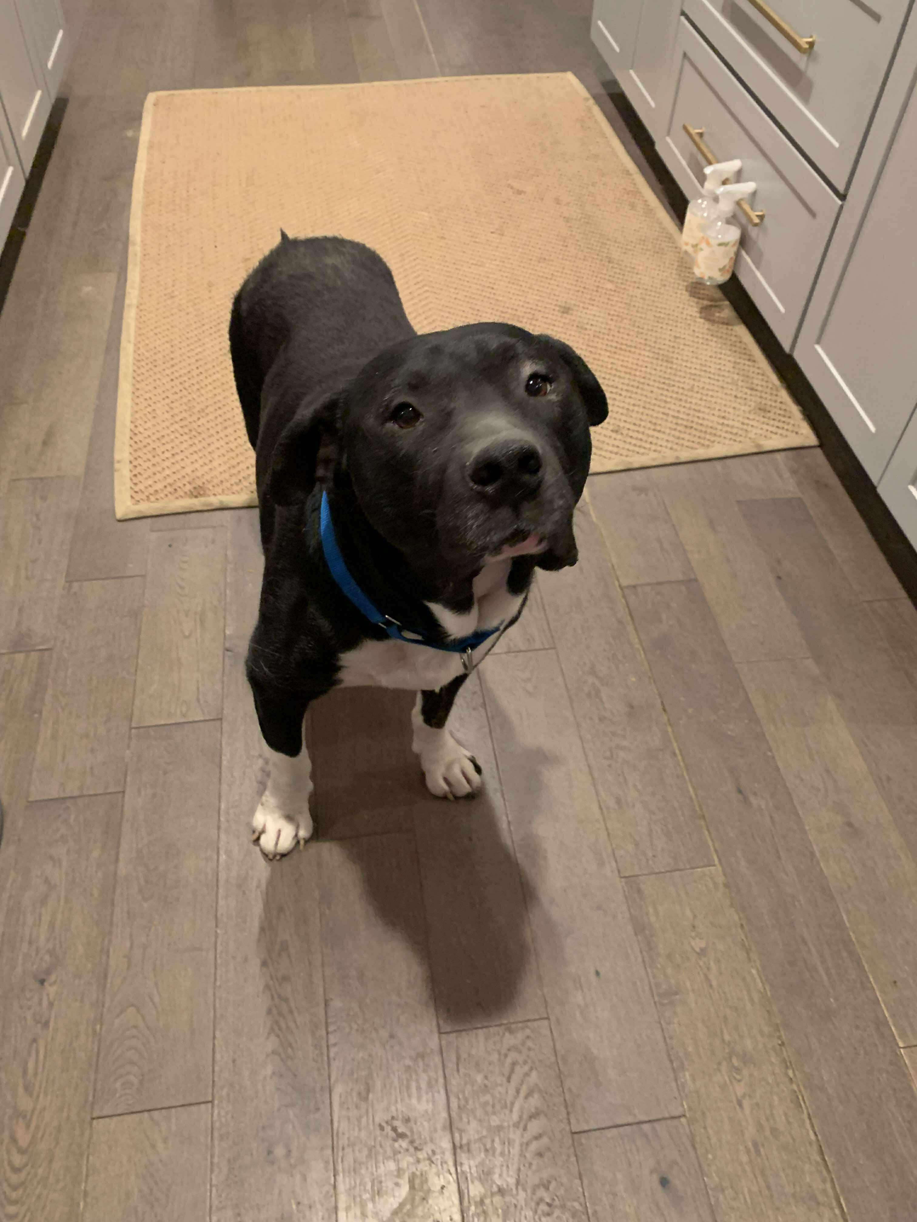 Enlarge Boss, a Adoptable mixed breed in Florissant, MO image 5/6