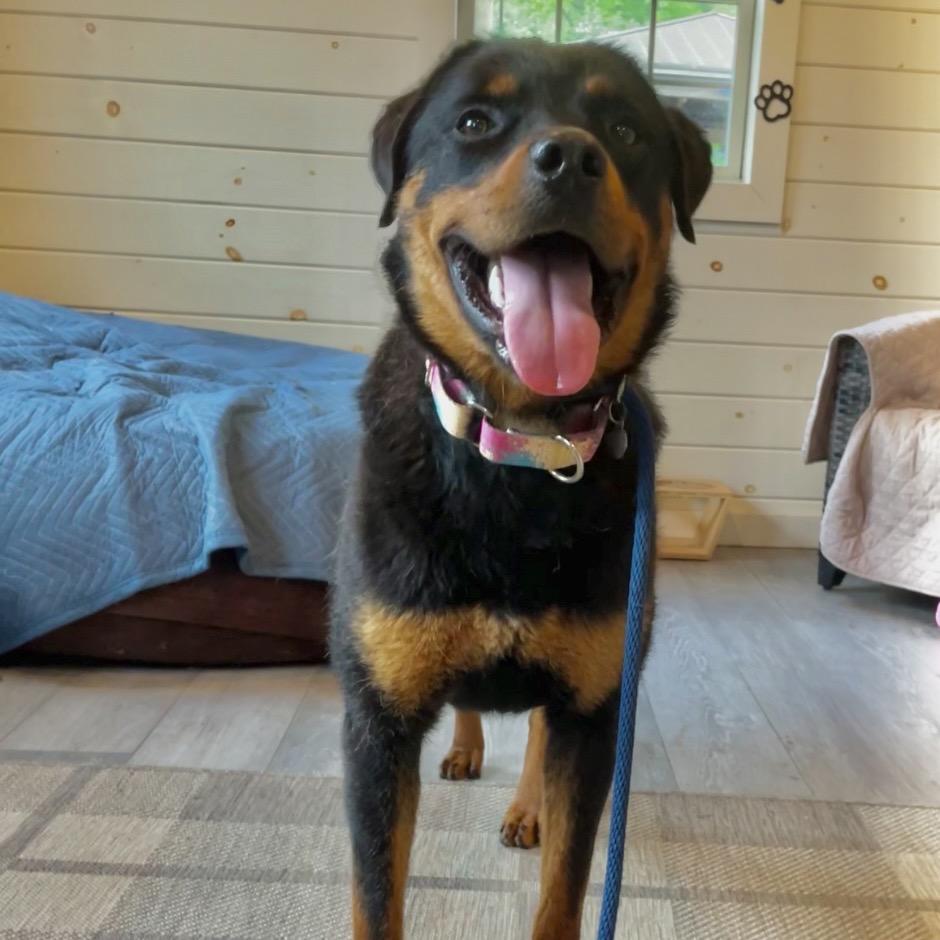 Daisy, Adoptable, Young Female Rottweiler.