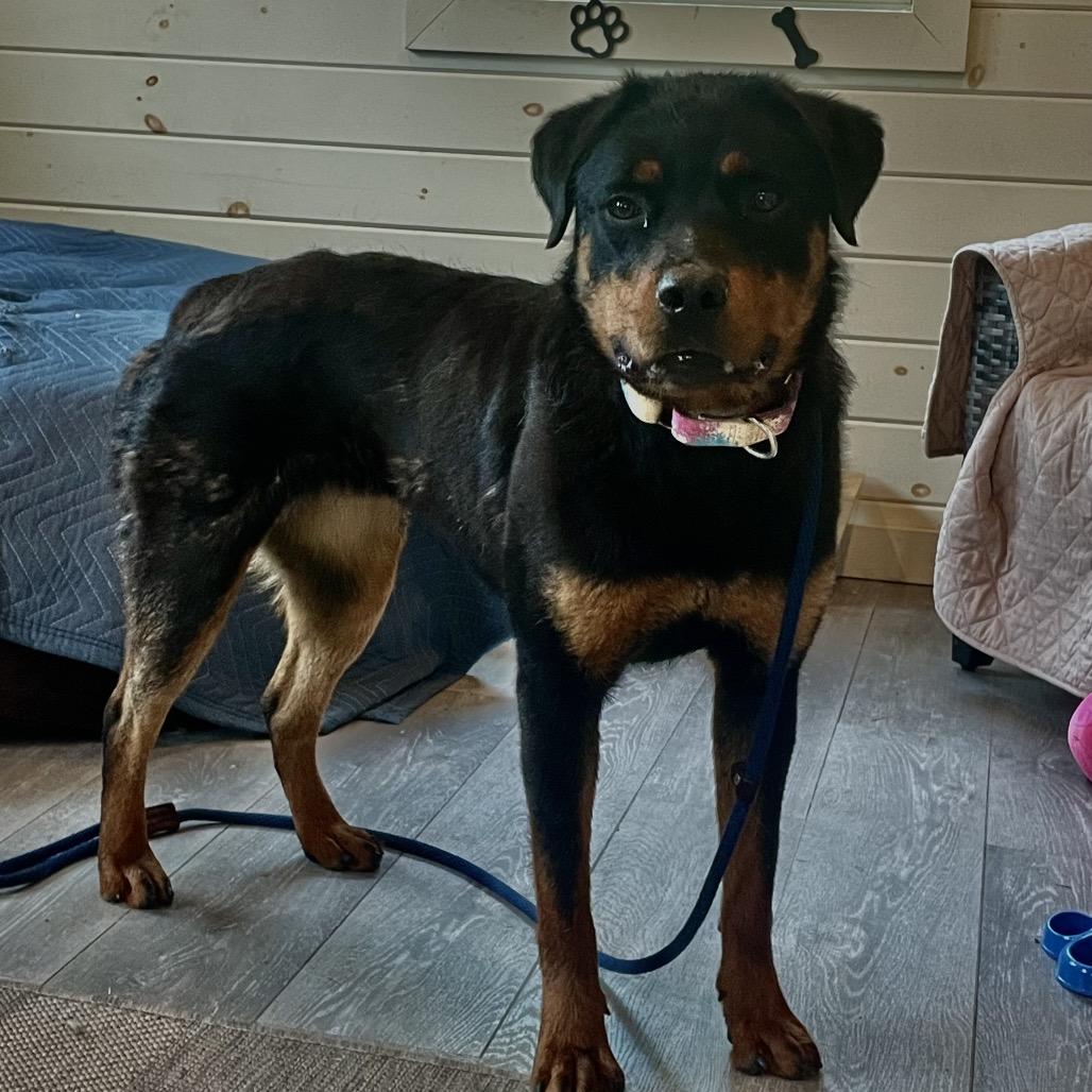 Daisy, a Adoptable Rottweiler in Birdsboro, PA image 2/5