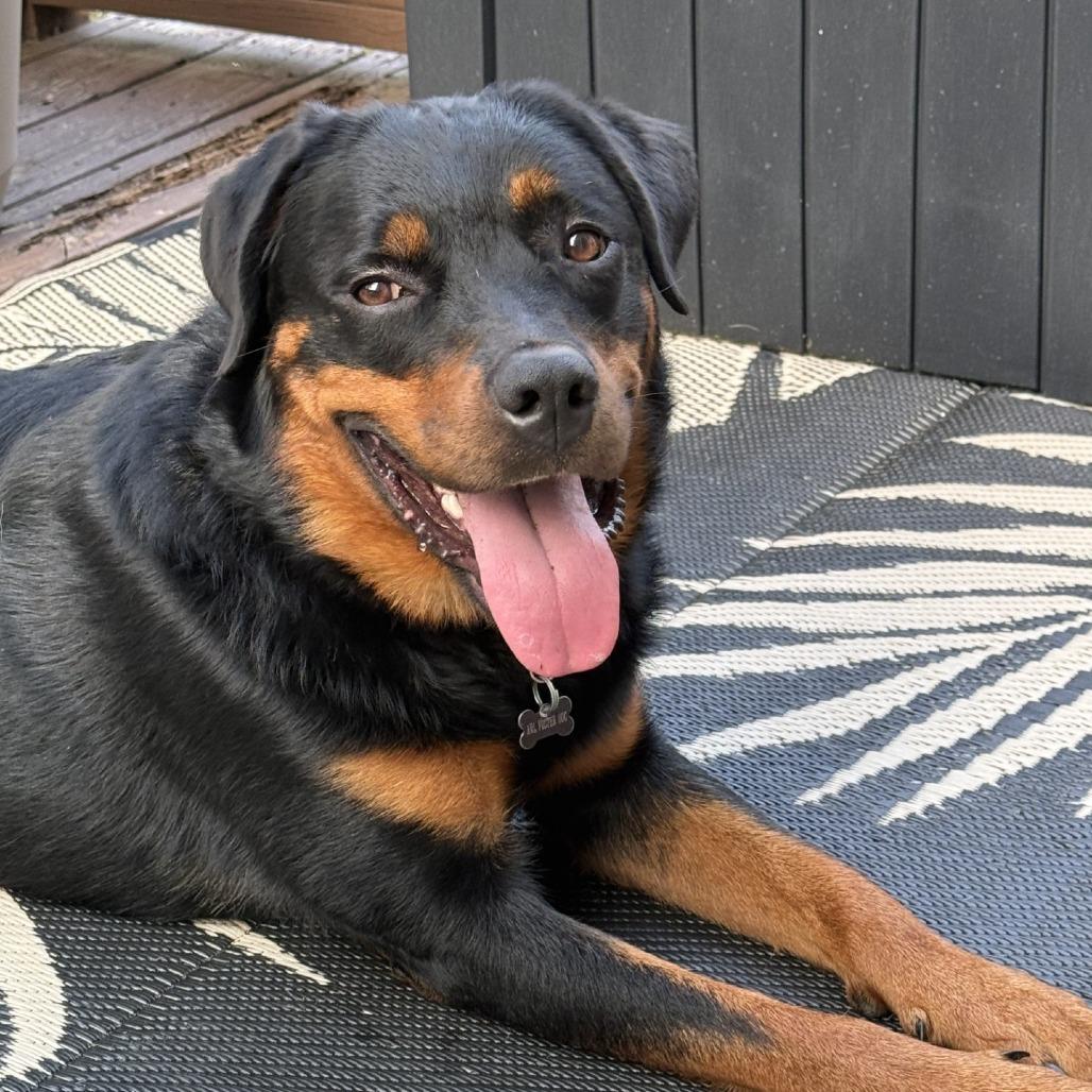 Enlarge Daisy - IN FOSTER, a Adoptable Rottweiler in Birdsboro, PA image 3/6