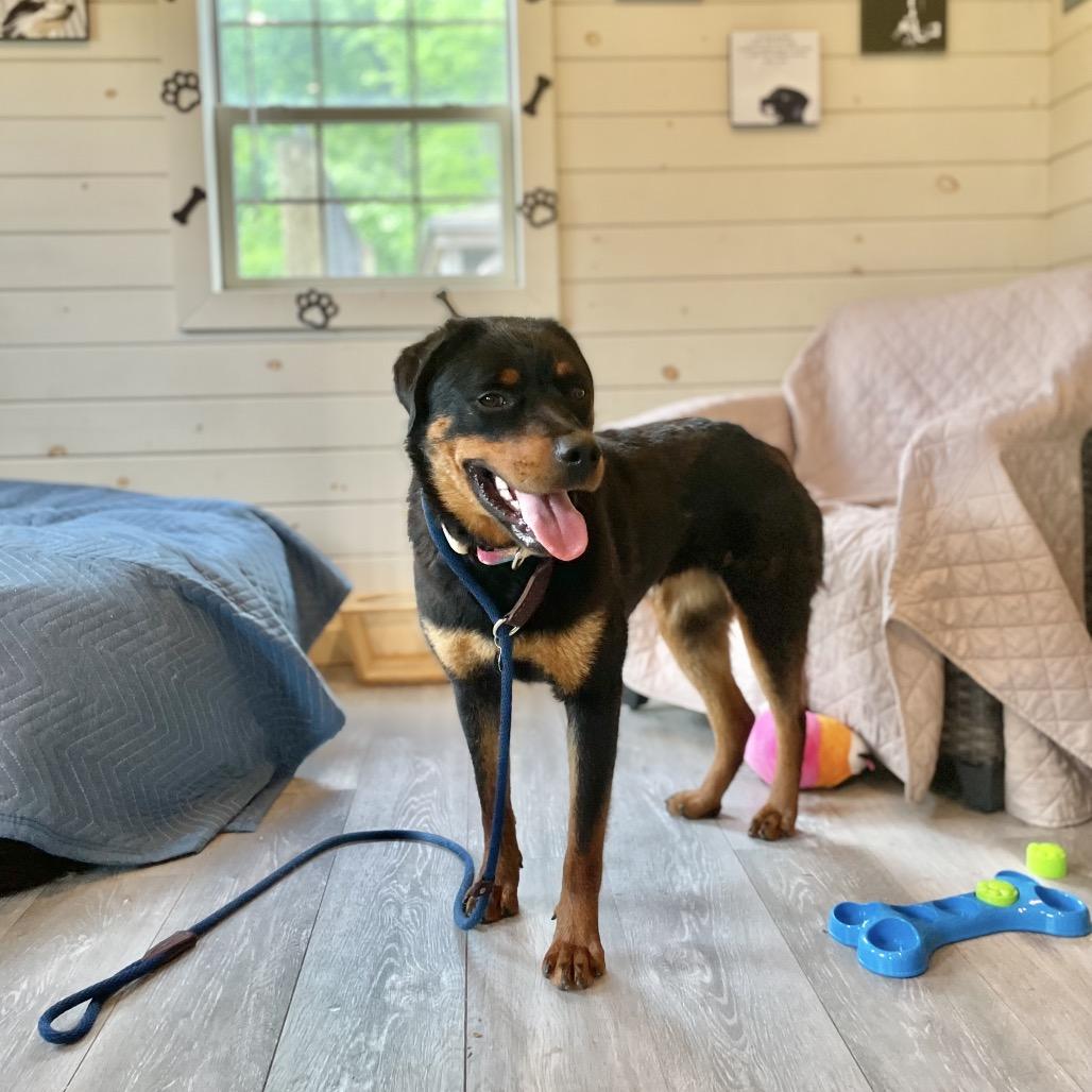 Daisy, a Adoptable Rottweiler in Birdsboro, PA image 4/5