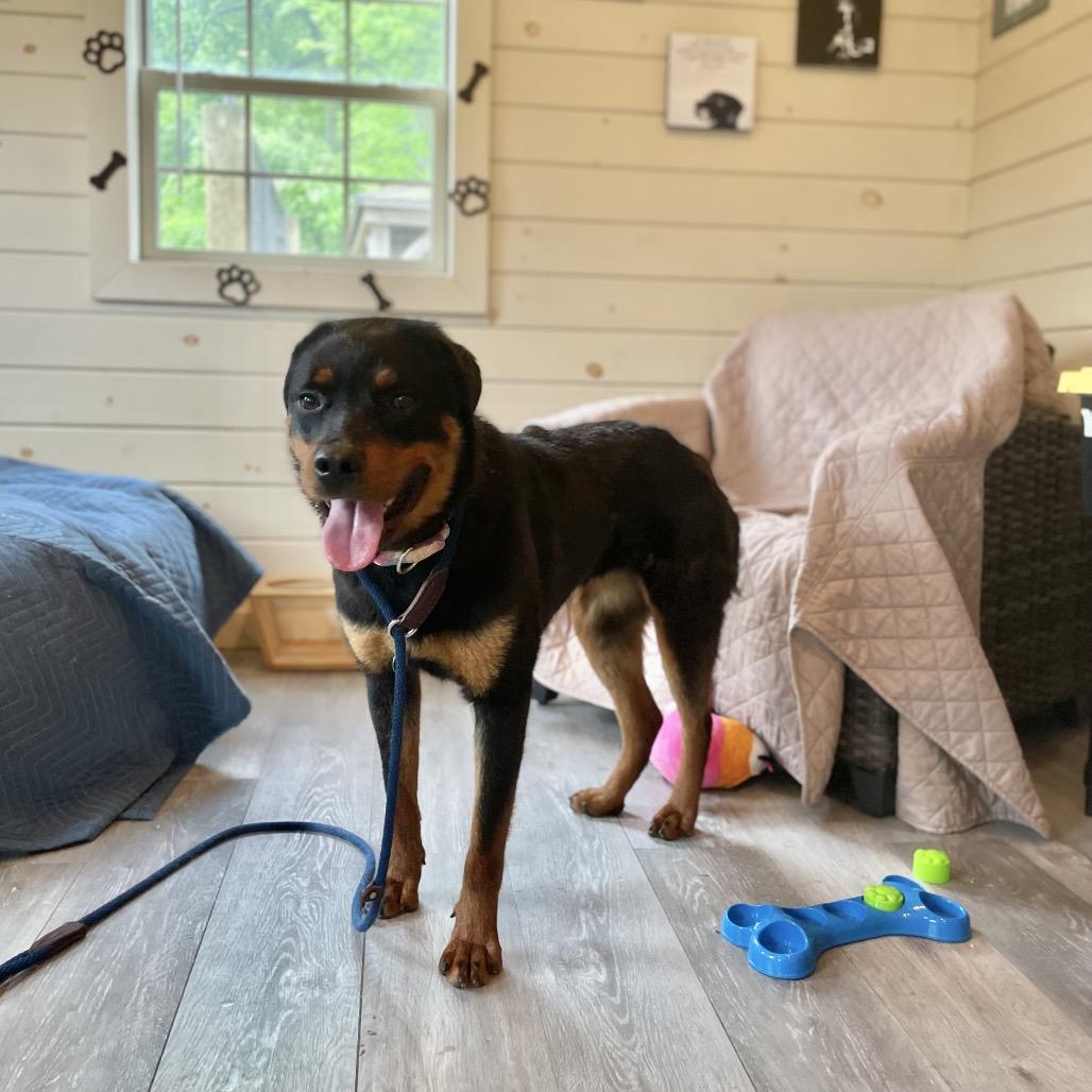 Daisy, a Adoptable Rottweiler in Birdsboro, PA image 5/5