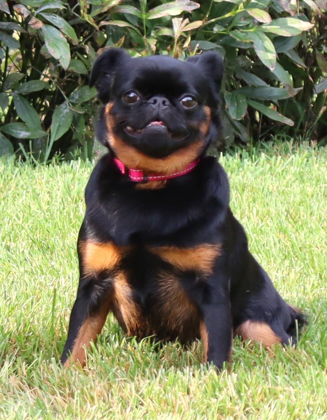 Reba, Adoptable, Adult Female Brussels Griffon.
