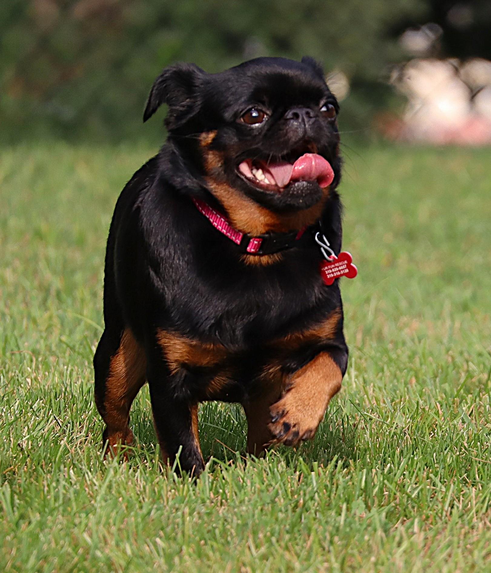 Enlarge Reba, a Adoptable Brussels Griffon in Lisbon, IA image 5/6