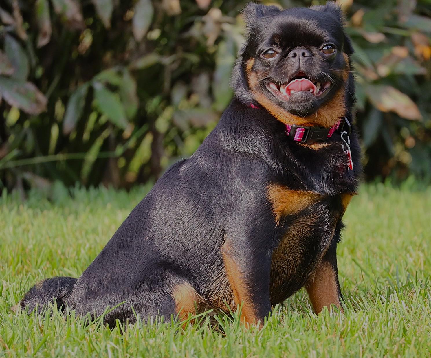 Enlarge Reba, a Adoptable Brussels Griffon in Lisbon, IA image 4/6