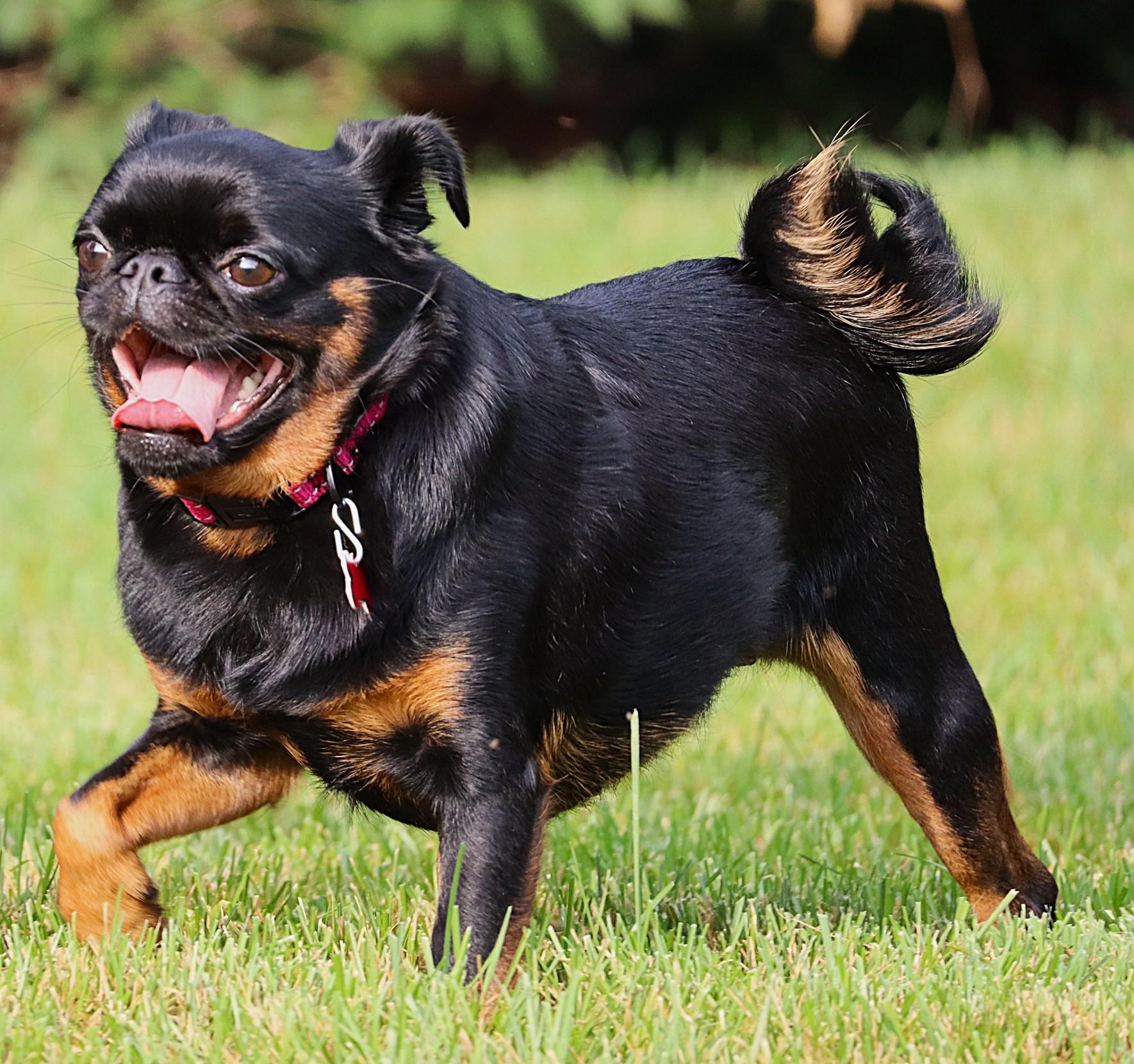 Enlarge Reba, a Adoptable Brussels Griffon in Lisbon, IA image 6/6
