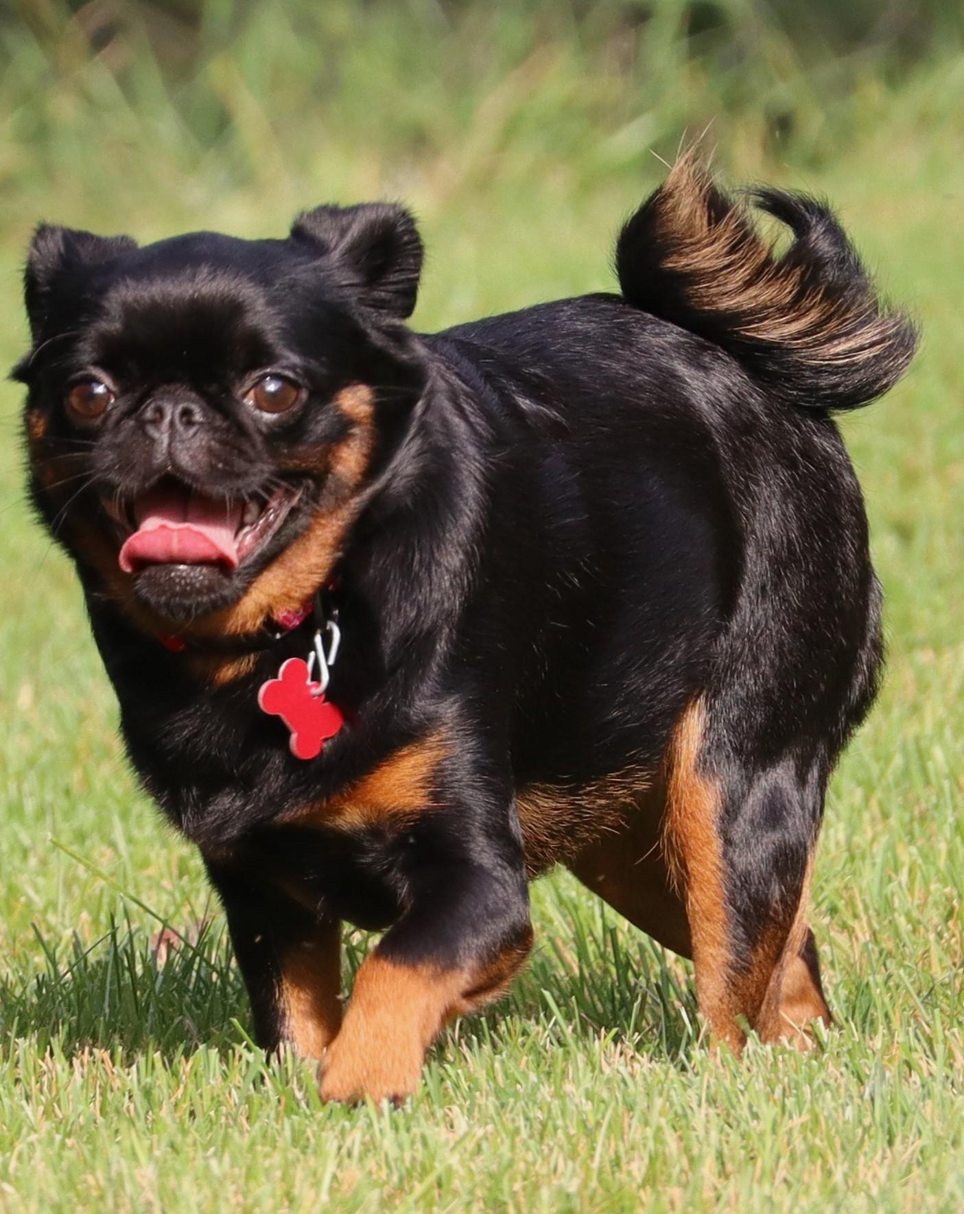 Enlarge Reba, a Adoptable Brussels Griffon in Lisbon, IA image 3/6
