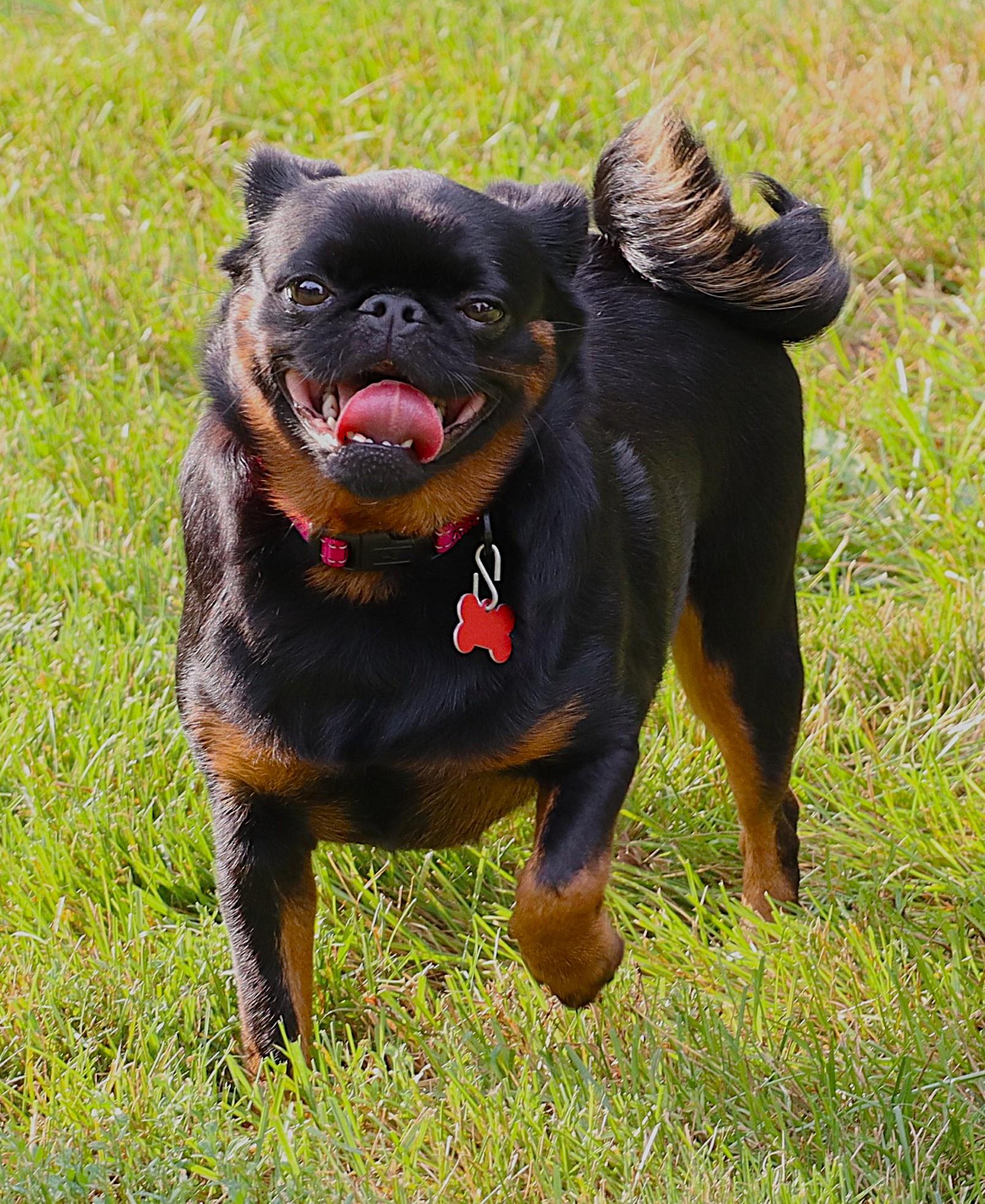 Enlarge Reba, a Adoptable Brussels Griffon in Lisbon, IA image 2/6