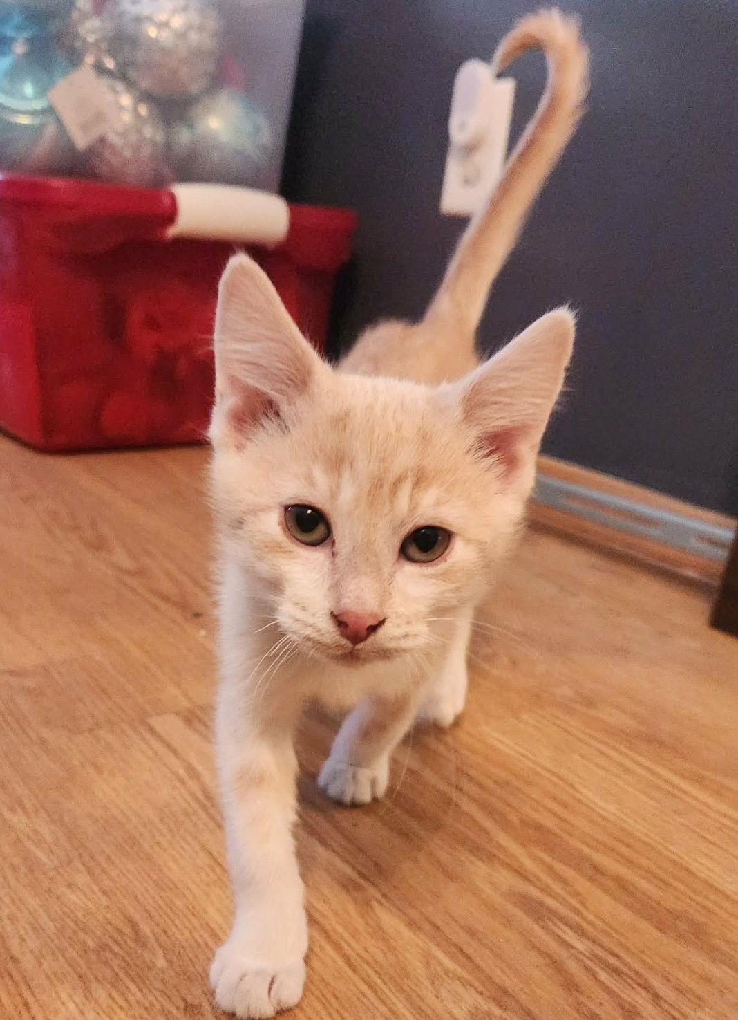 Pickles C4762, Adopted, Young Male Domestic Short Hair.