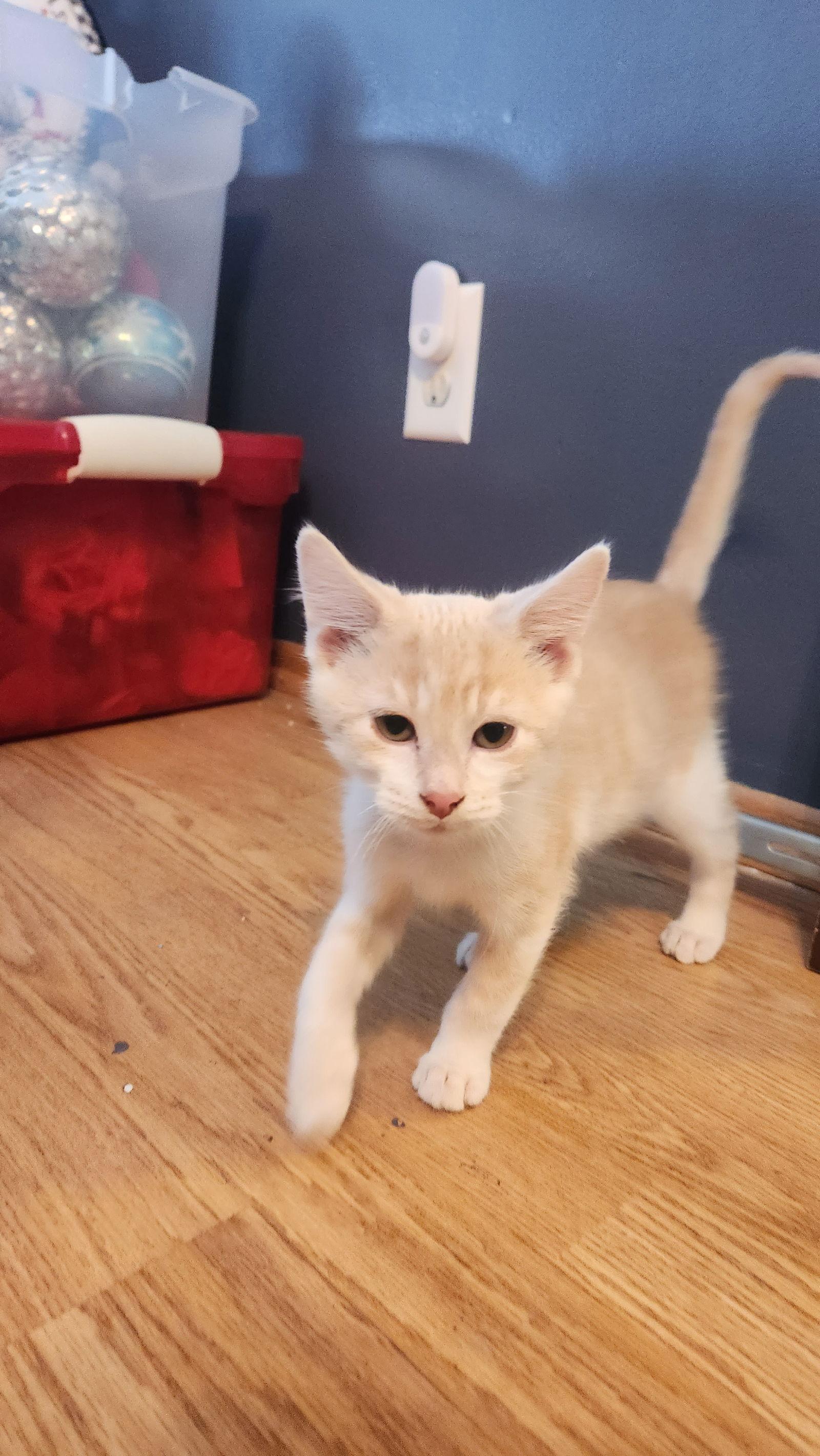 Enlarge Pickles C4762, a Adopted Domestic Short Hair in minneapolis, MN image 2/3