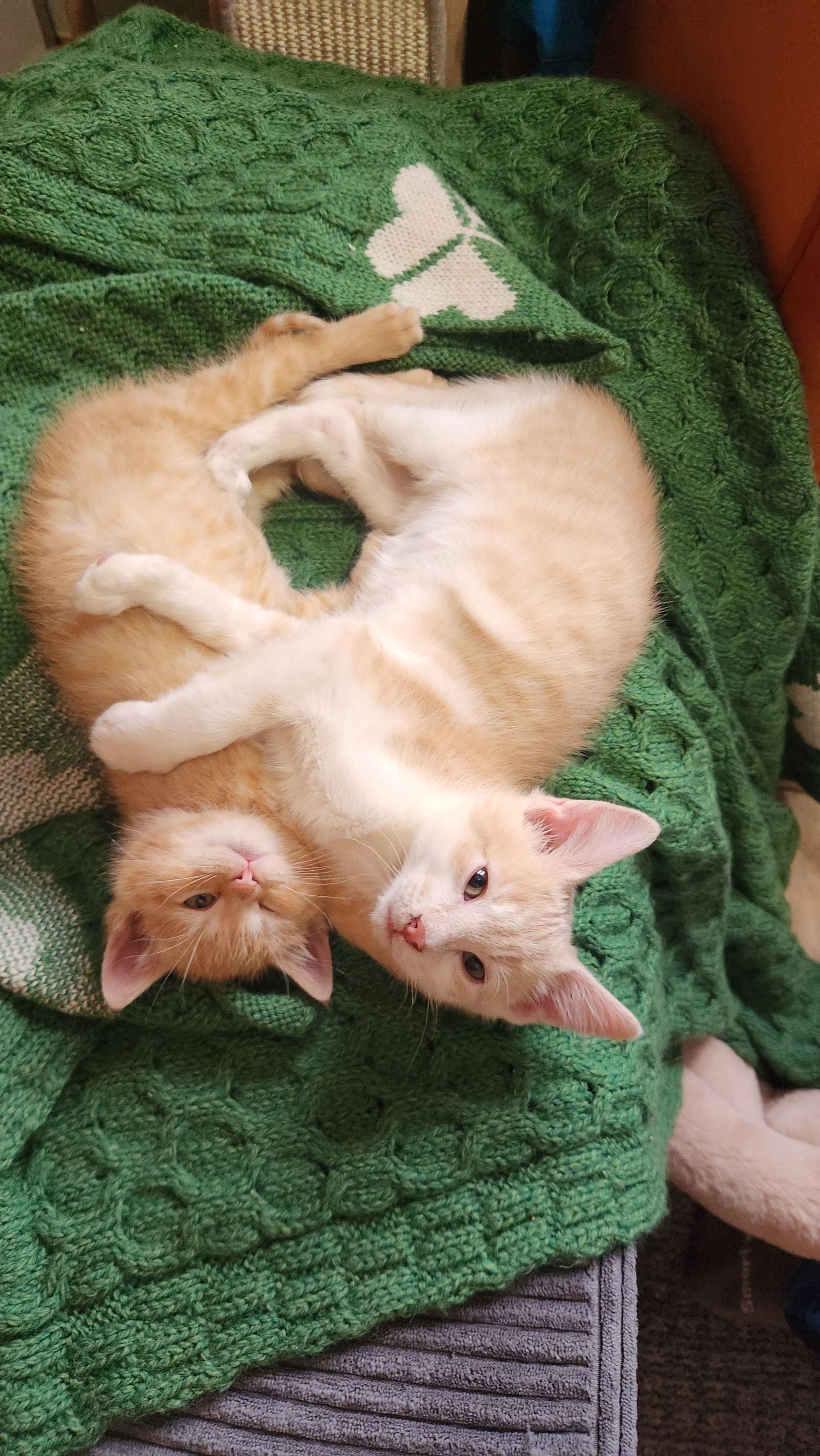 Enlarge Pickles C4762, a Adopted Domestic Short Hair in minneapolis, MN image 3/3