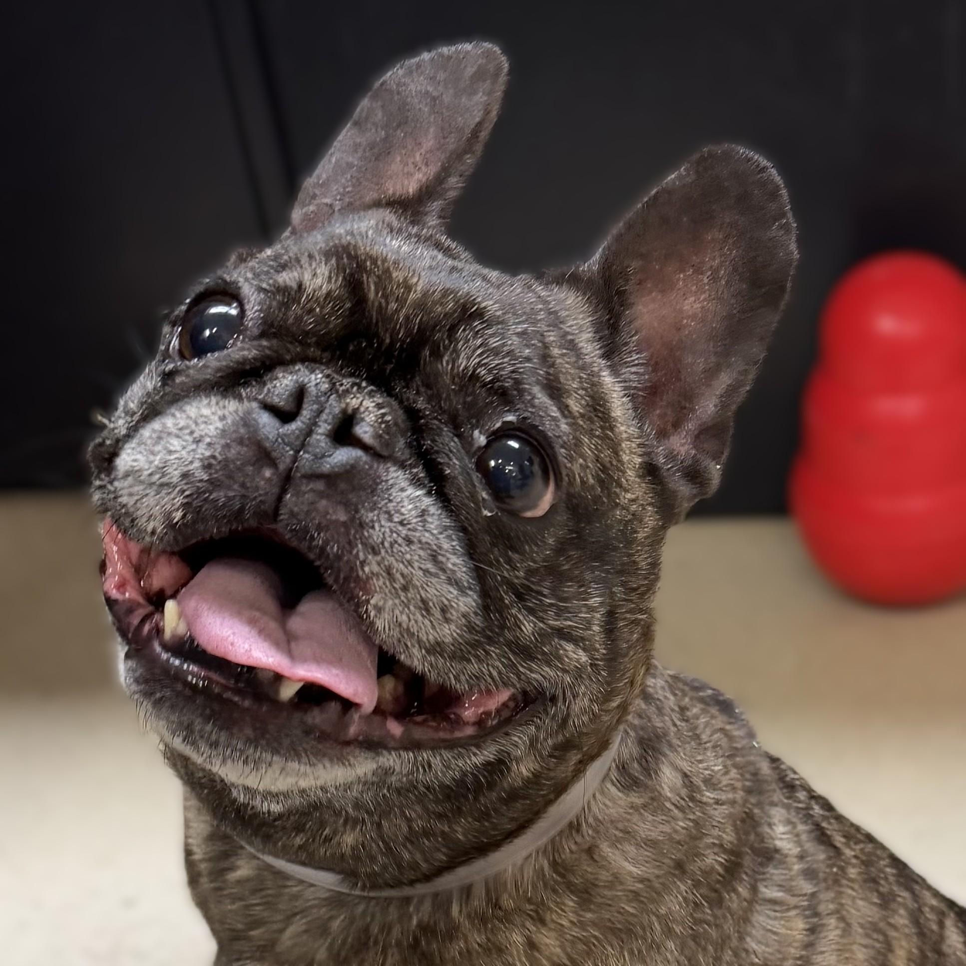 Colette-53087, an adopted French Bulldog in Columbia, MD image 1/3