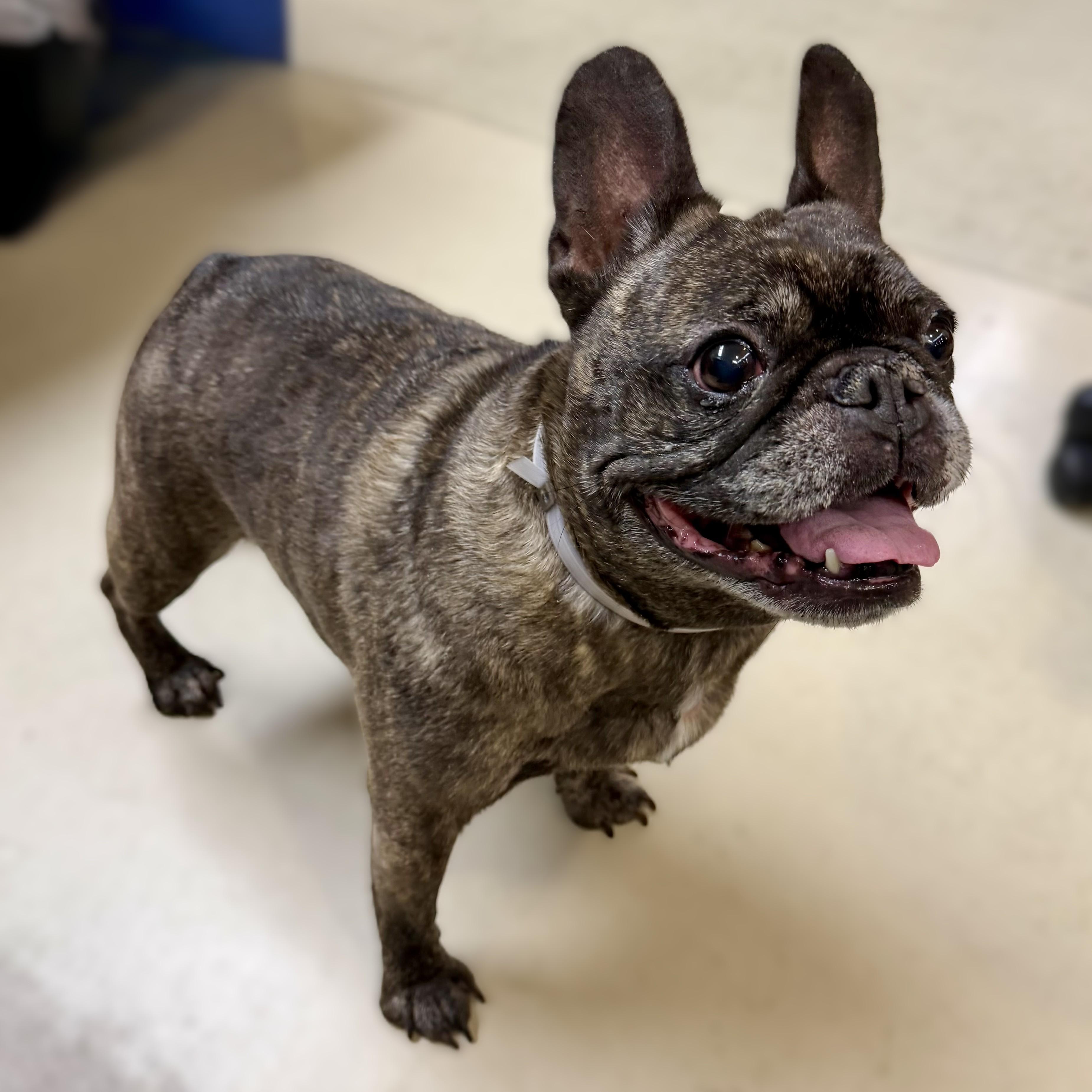 Colette-53087, an adopted French Bulldog in Columbia, MD image 3/3