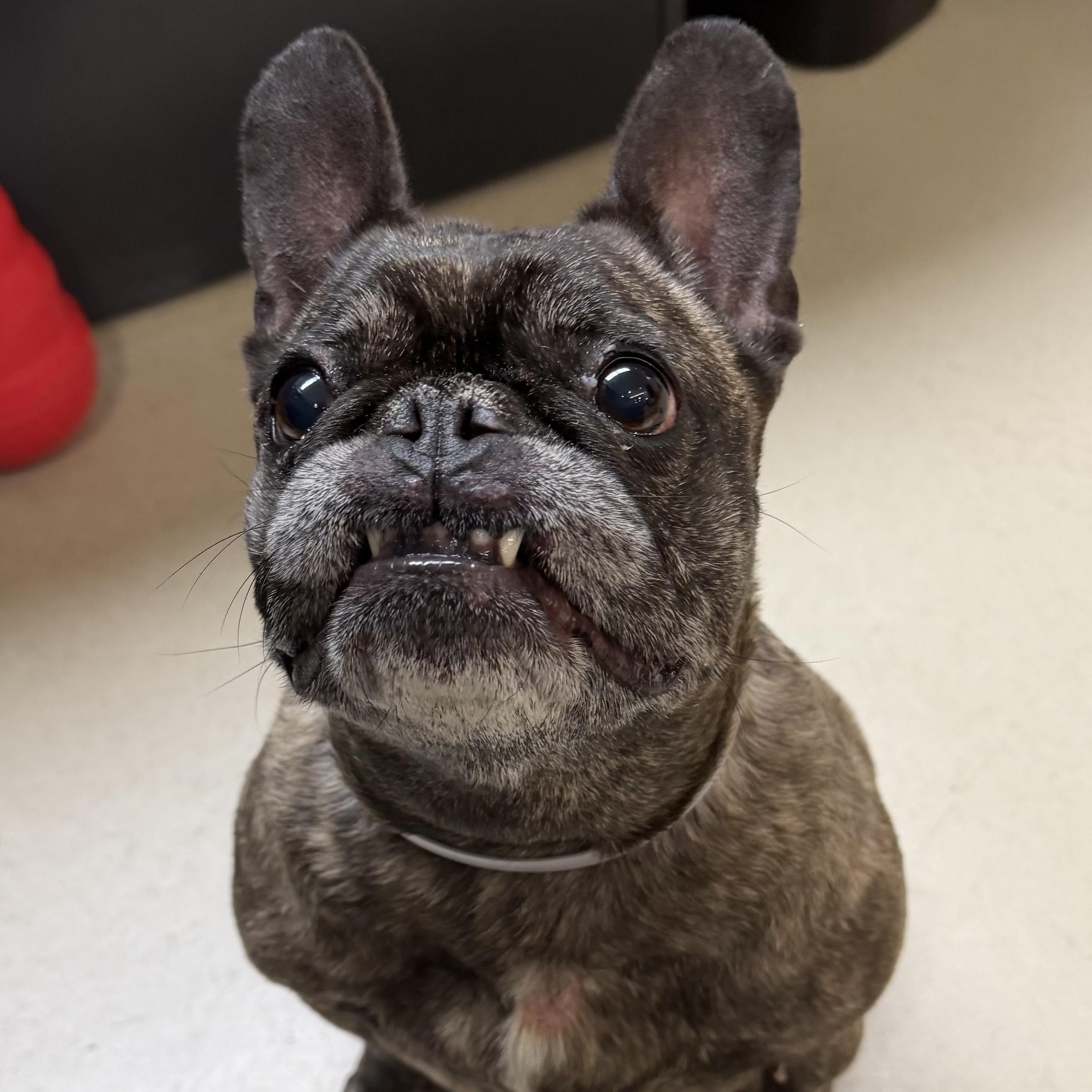Colette-53087, an adopted French Bulldog in Columbia, MD image 2/3