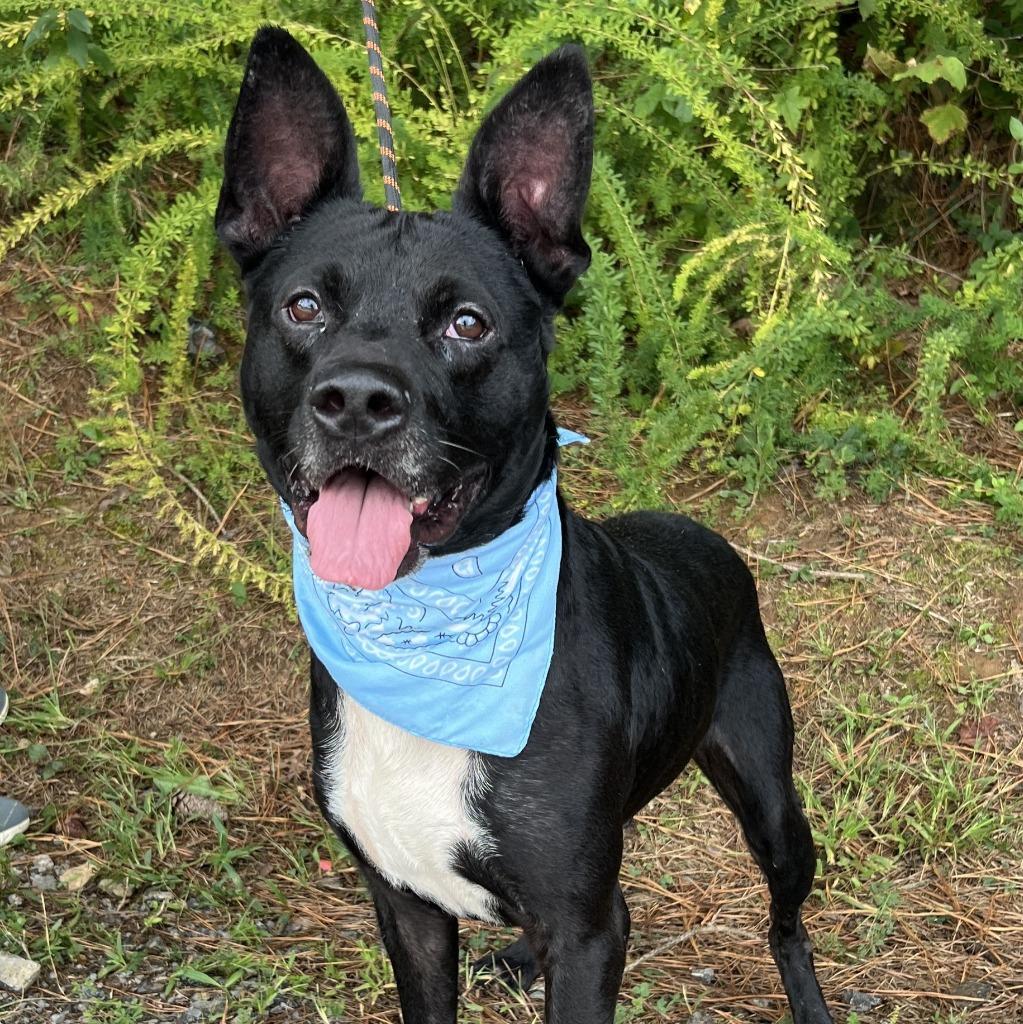 Enlarge Anubis, a Adoptable mixed breed in Ellijay, GA image 1/2