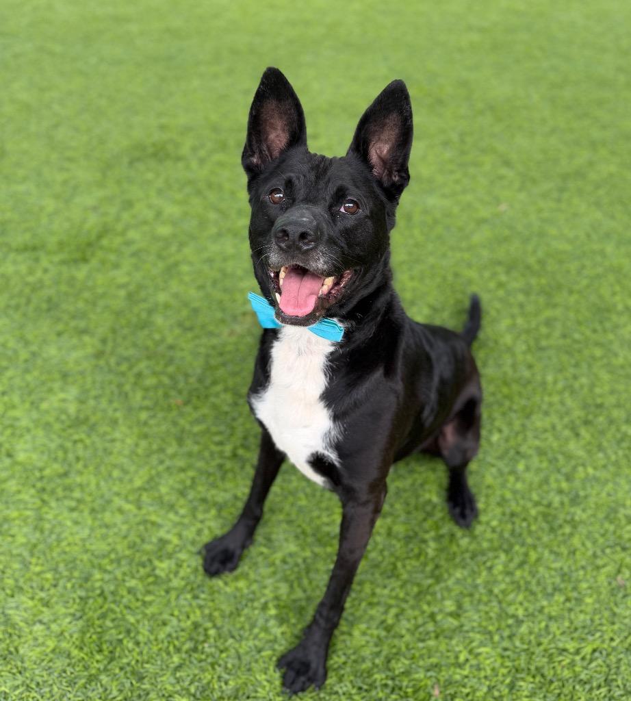Anubis, Adoptable, Adult Male Mixed Breed.