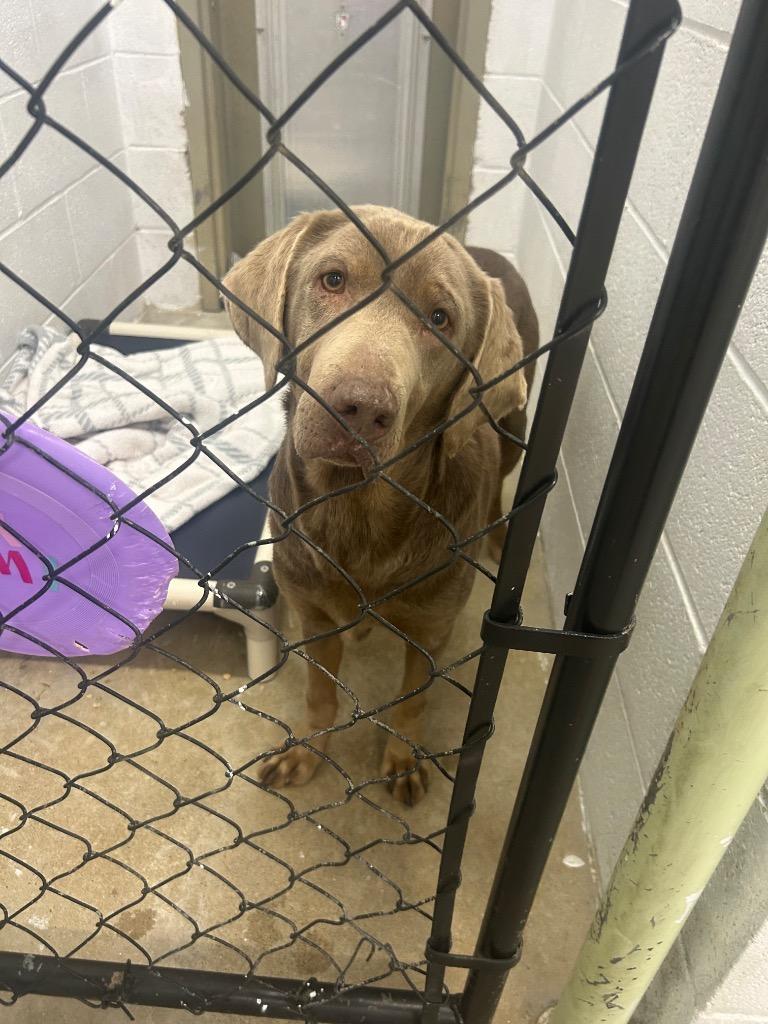 Holly, Adoptable, Young Female Labrador Retriever.