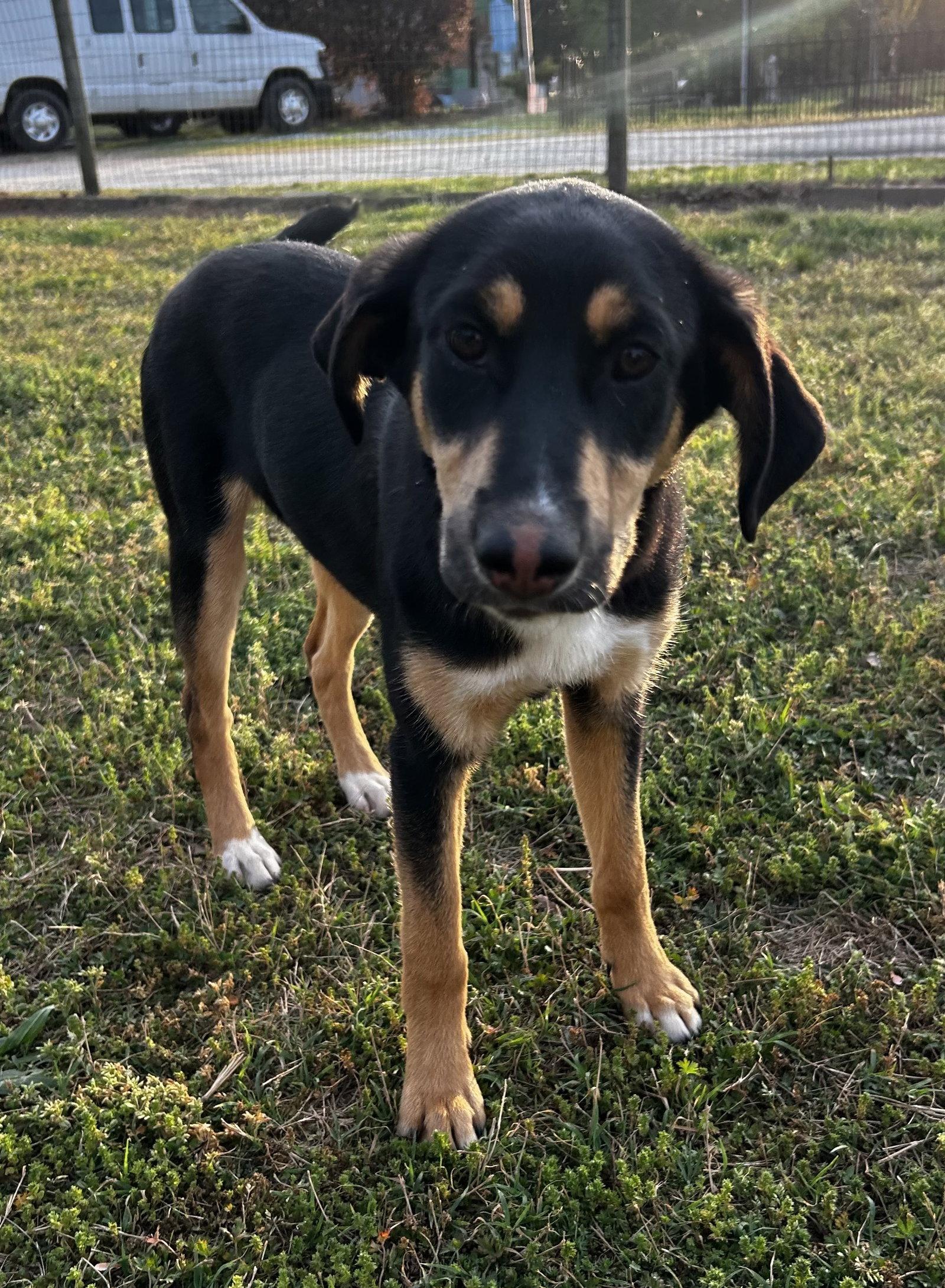 Salem Oct 15 - A Zaire Pup, Adoptable, Puppy Female Australian Shepherd.