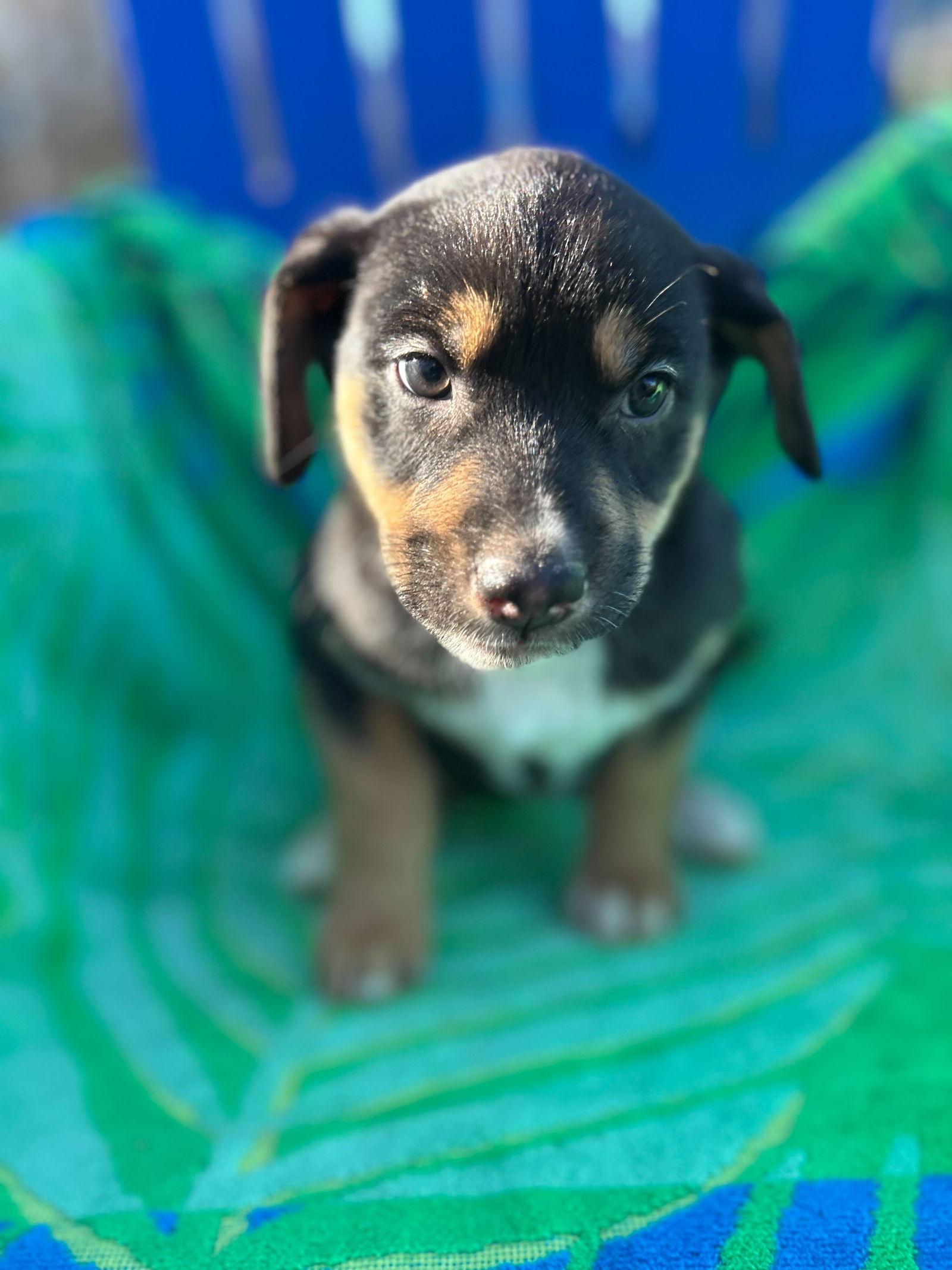 Salem Oct 15 - A Zaire Pup, Adoptable, Puppy Female Australian Shepherd.