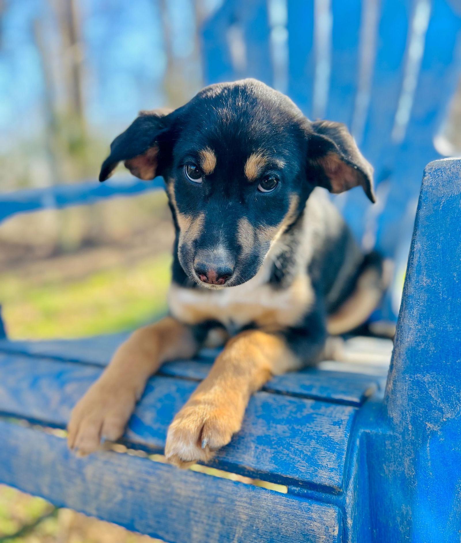 Enlarge Salem Oct 15 - A Zaire Pup, a Adoptable Australian Shepherd in Pacolet, SC image 1/3