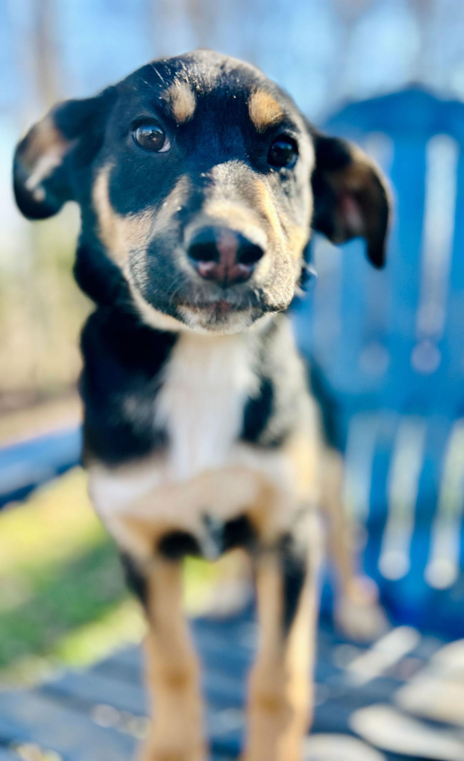 Enlarge Salem Oct 15 - A Zaire Pup, a Adoptable Australian Shepherd in Pacolet, SC image 2/3