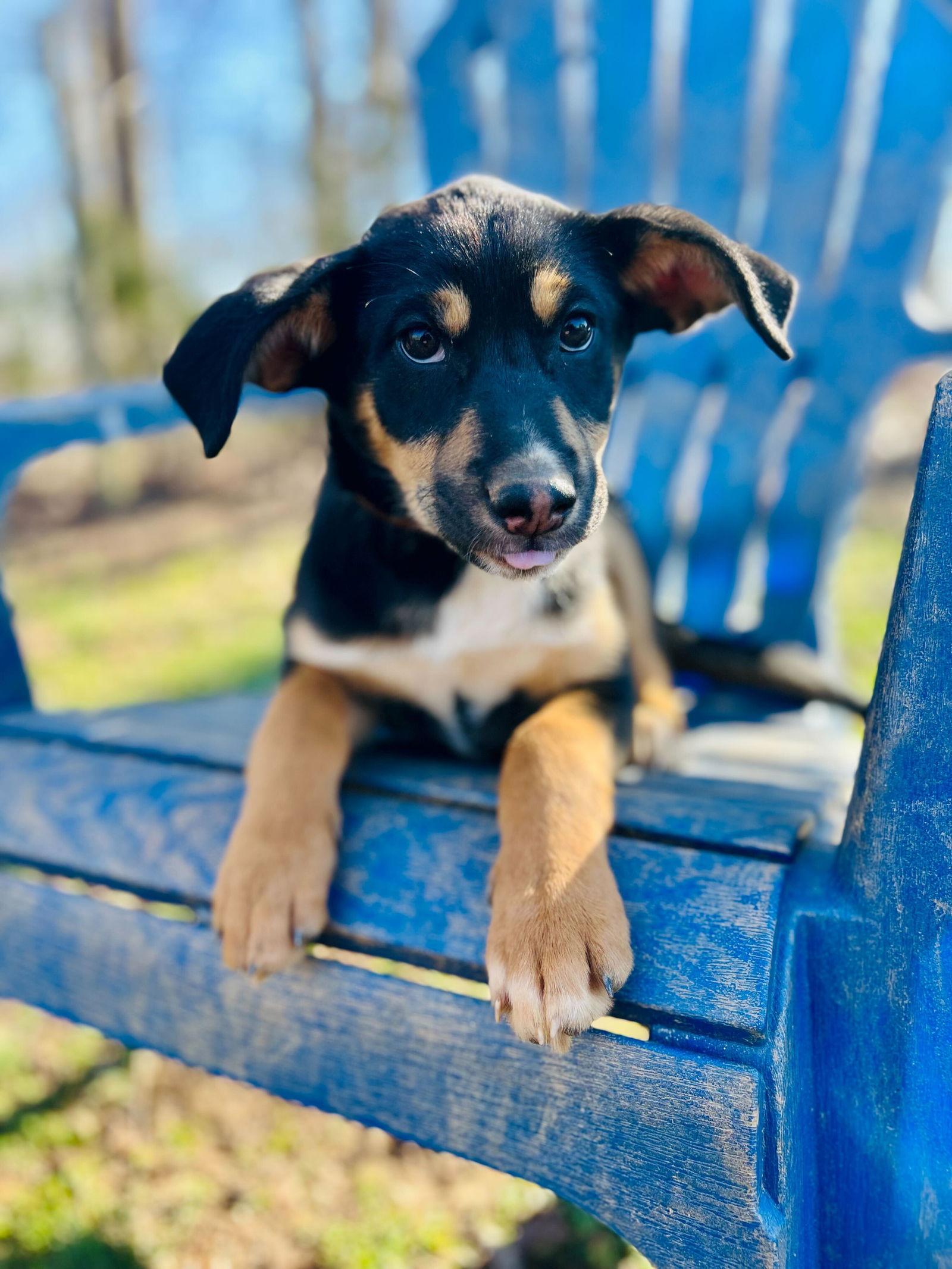 Enlarge Salem Oct 15 - A Zaire Pup, a Adoptable Australian Shepherd in Pacolet, SC image 3/3