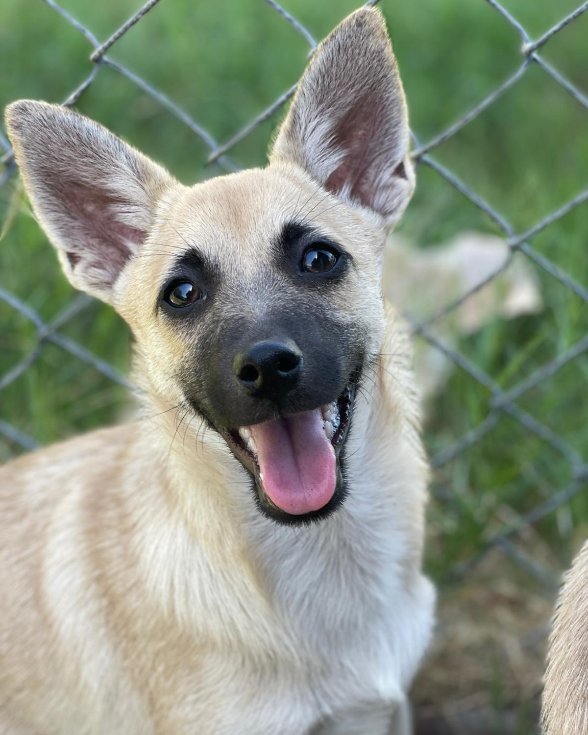 Enlarge Harrison, a Adoptable mixed breed in Frisco, TX image 1/3