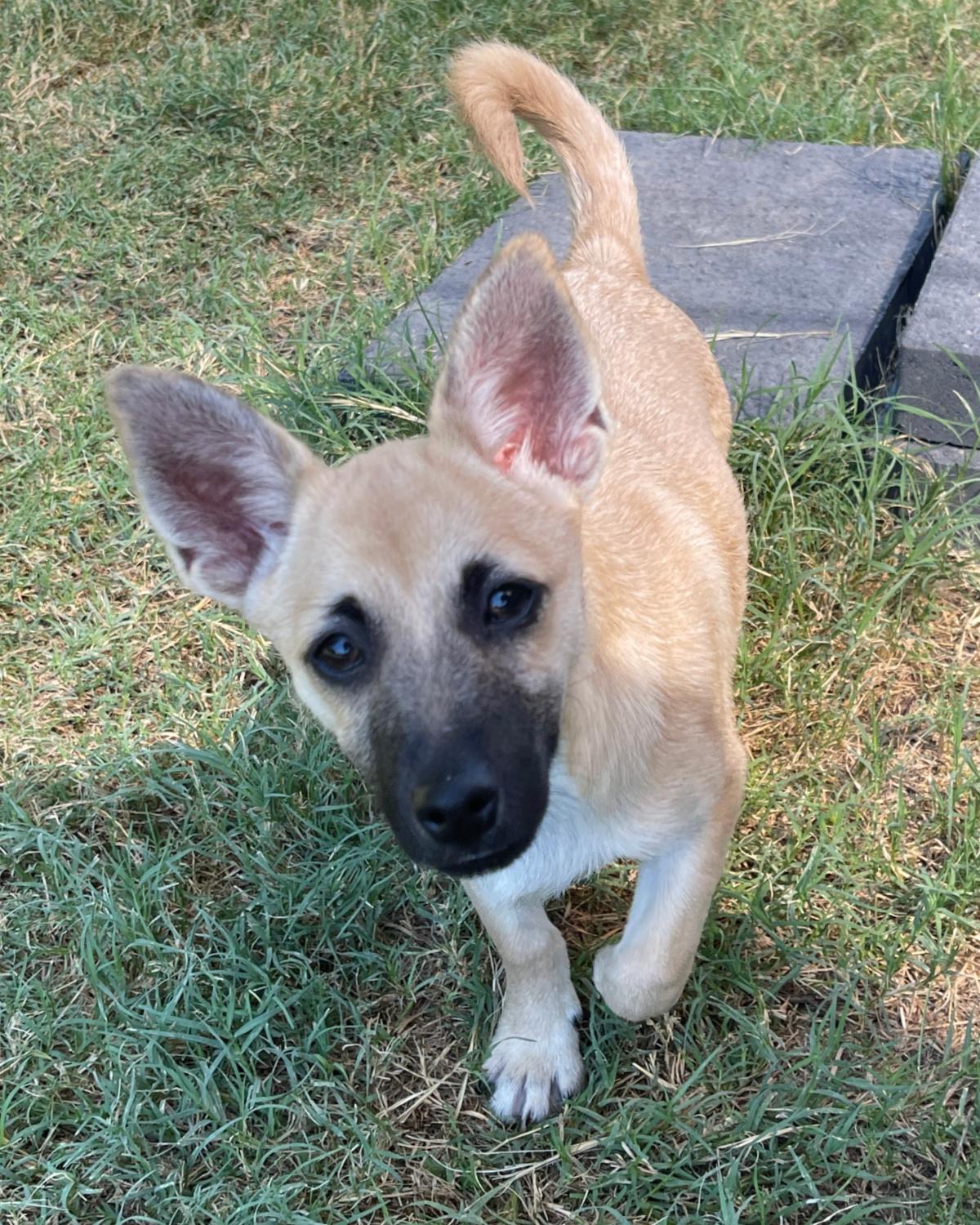 Enlarge Harrison, a Adoptable mixed breed in Frisco, TX image 2/3