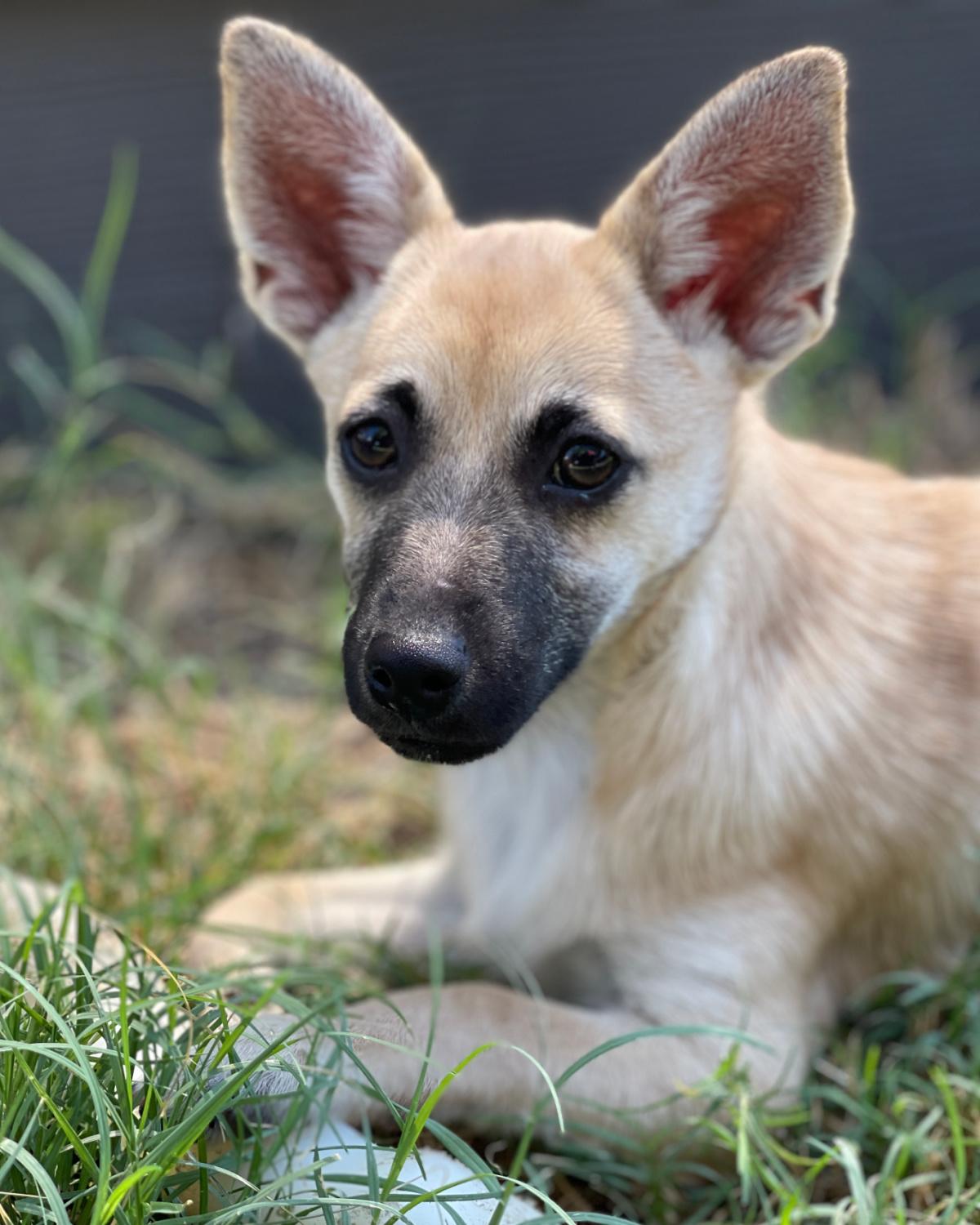 Enlarge Harrison, a Adoptable mixed breed in Frisco, TX image 3/3