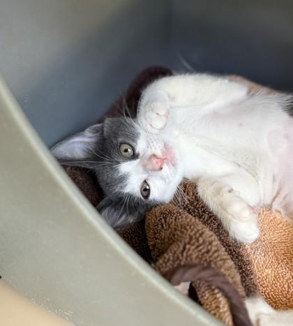 Mon Mothma, Adoptable, Kitten Female Domestic Short Hair & Domestic Short Hair.