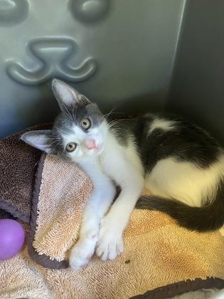 Enlarge Mon Mothma, a Adoptable mixed breed in Honolulu, HI image 2/3