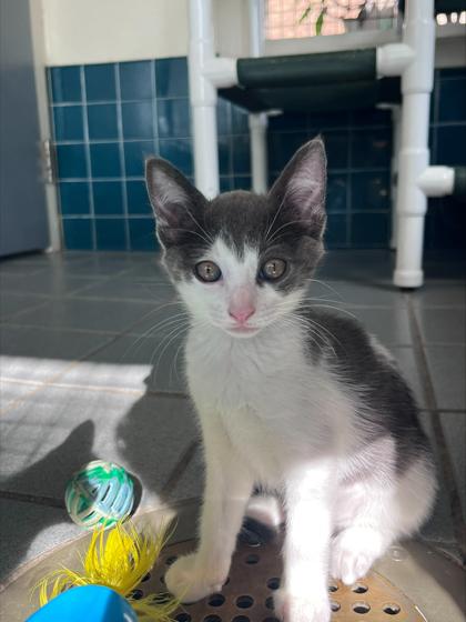 Enlarge Mon Mothma, a Adoptable mixed breed in Honolulu, HI image 3/3
