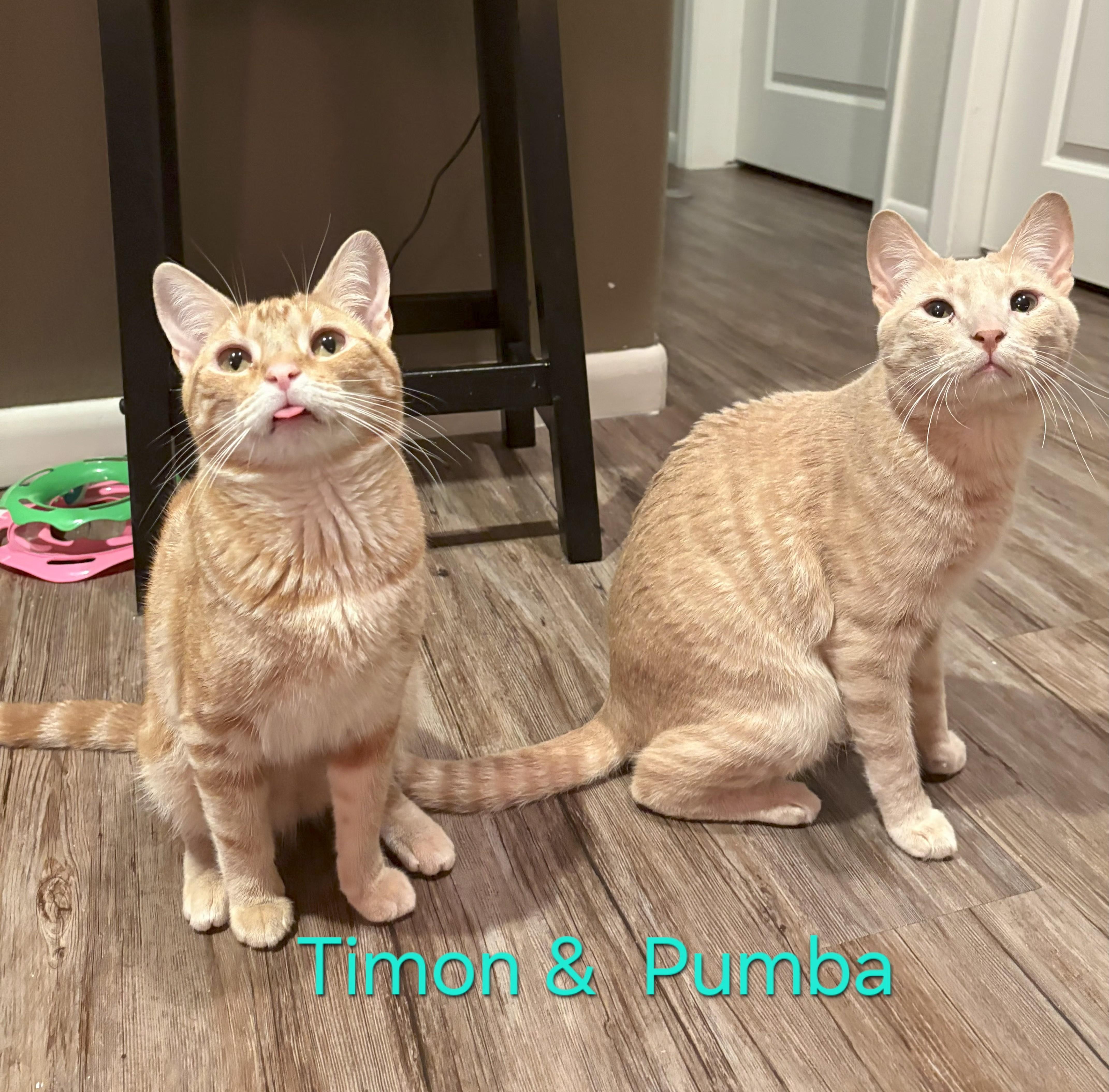 Timon & Pumba