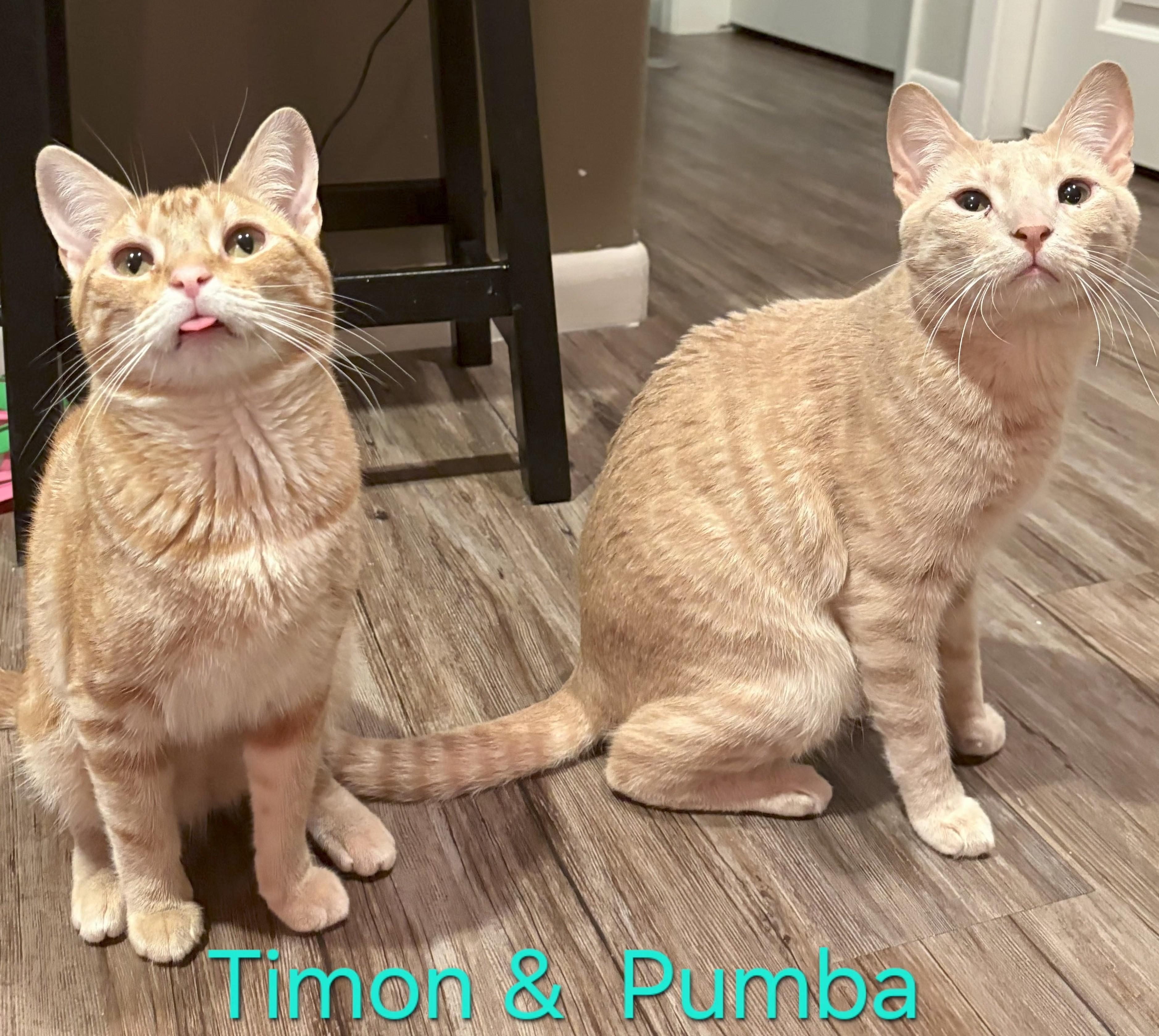 Timon & Pumba