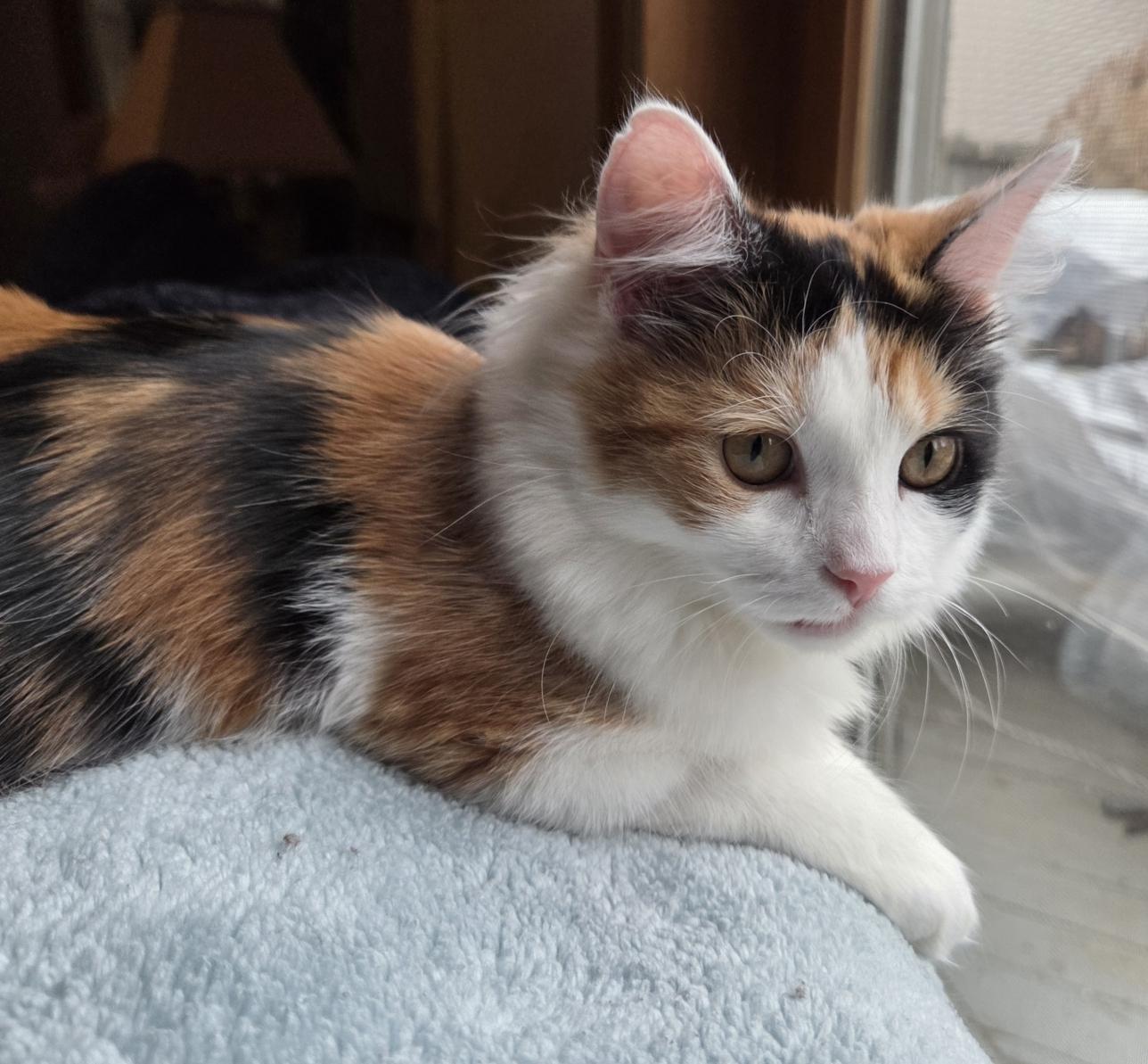 Enlarge DAPHNE, a ADOPTABLE Calico in Kenosha, WI image 2/4