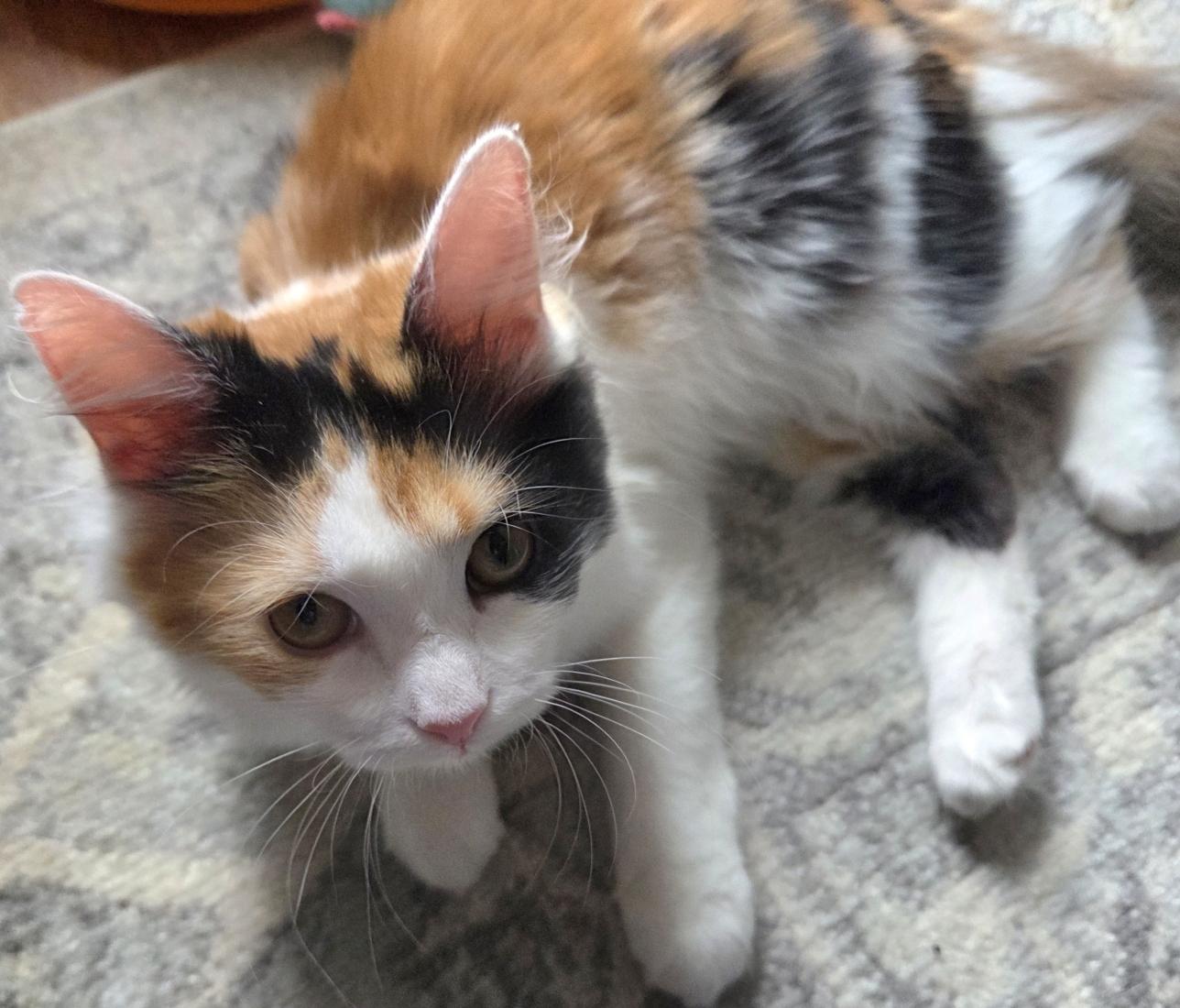 Enlarge DAPHNE, a ADOPTABLE Calico in Kenosha, WI image 3/4