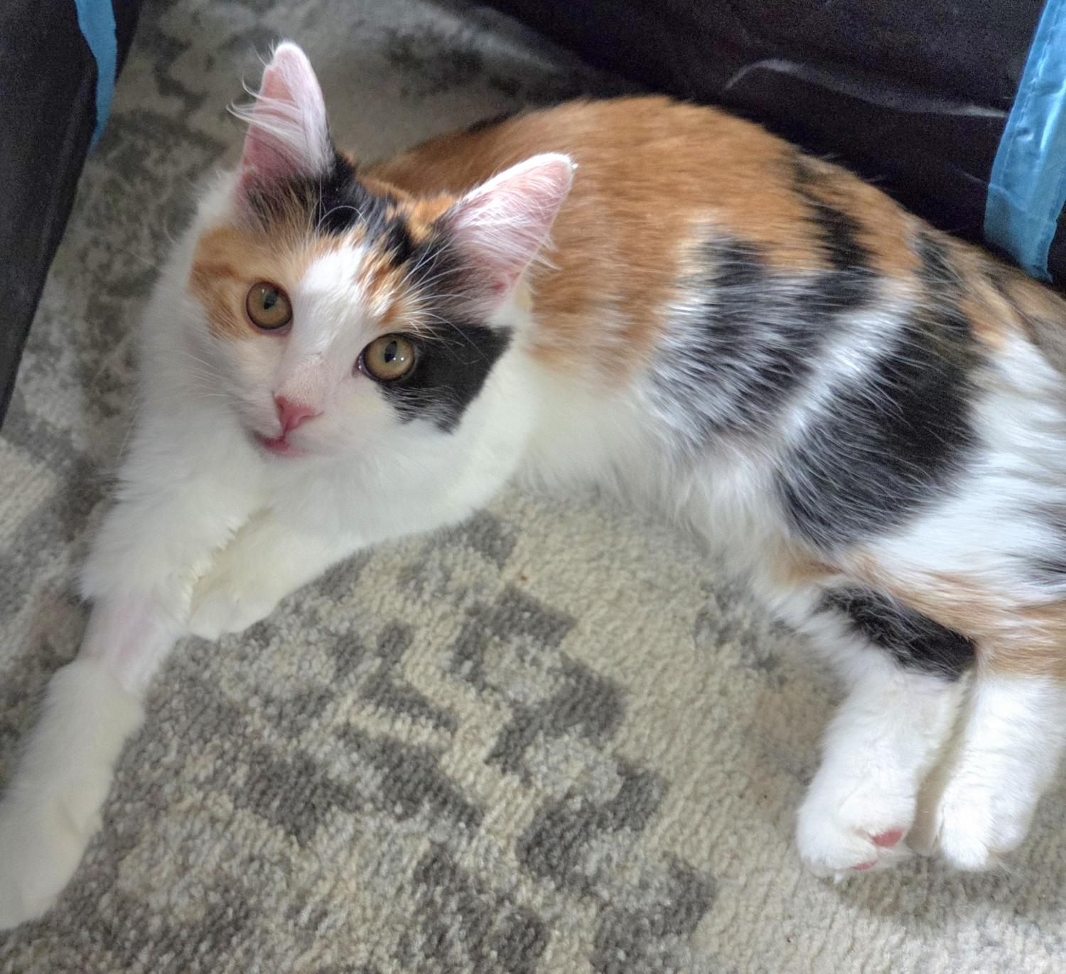 Enlarge DAPHNE, a ADOPTABLE Calico in Kenosha, WI image 1/4