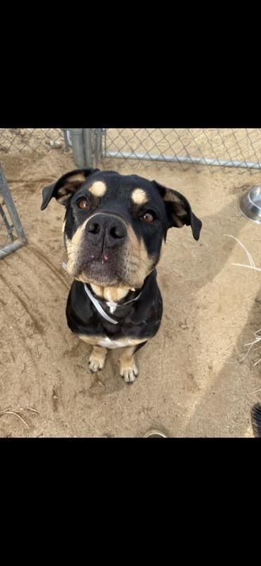 Chanel , a Adoptable mixed breed in Mojave, CA image 1/8
