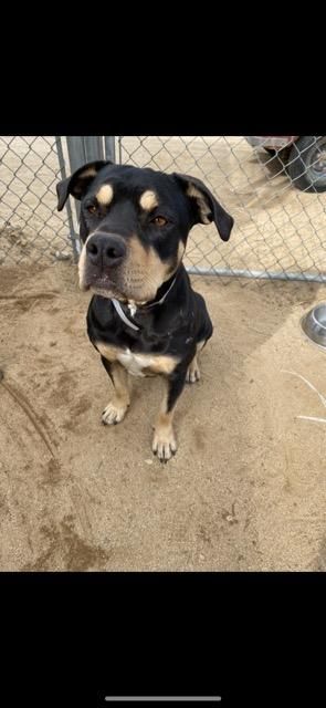 Chanel , a Adoptable mixed breed in Mojave, CA image 2/8