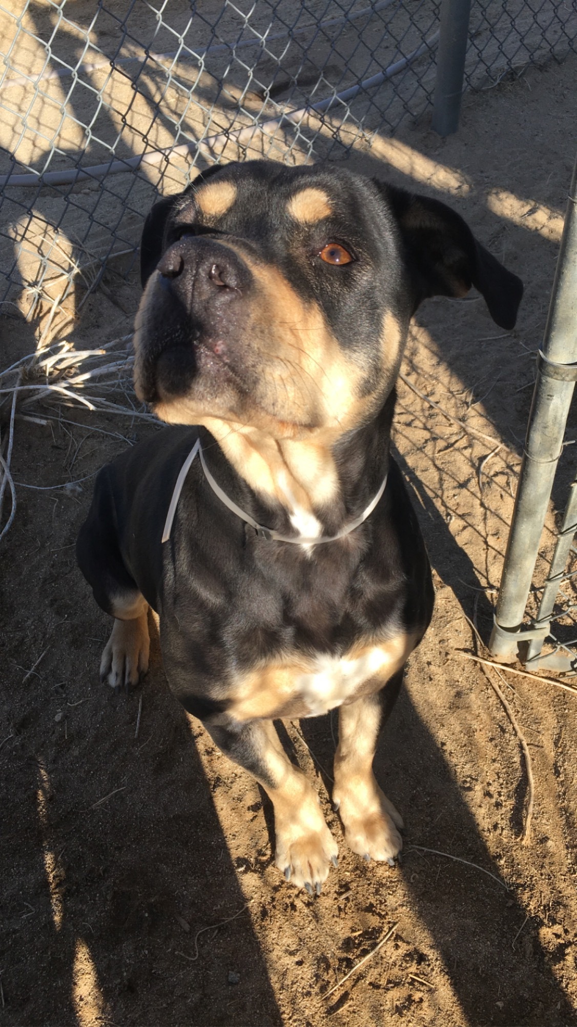 Chanel , a Adoptable mixed breed in Mojave, CA image 3/8