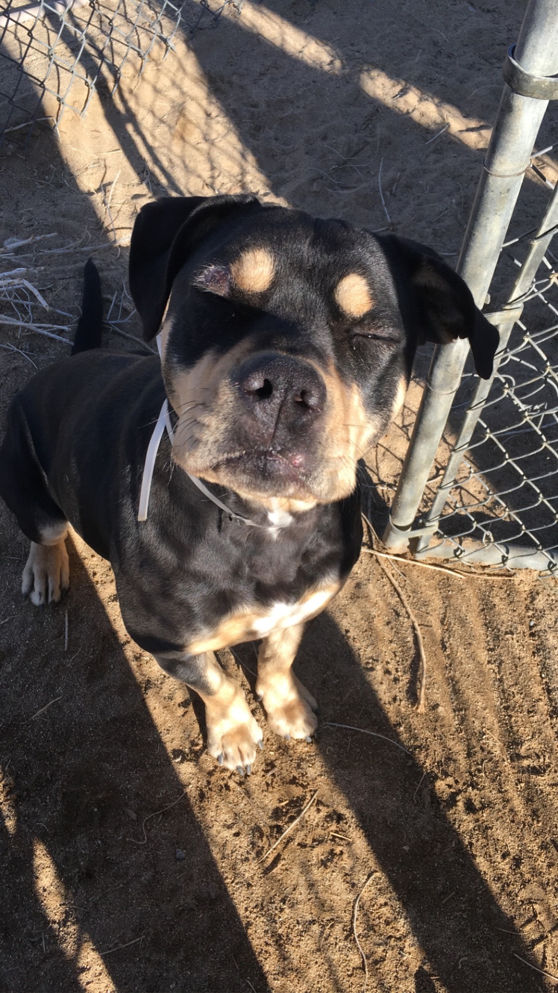 Chanel , a Adoptable mixed breed in Mojave, CA image 4/8