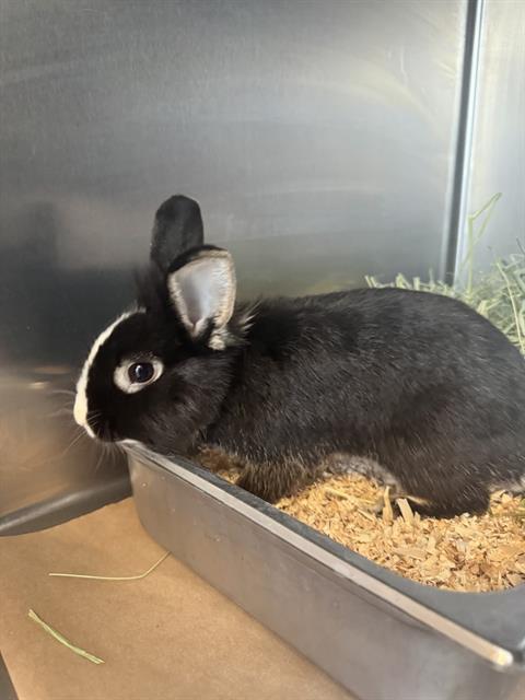 HARPER, Adoptable, Young Female Bunny Rabbit.
