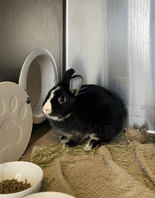 Enlarge HARPER, a Adoptable Bunny Rabbit in Toronto, ON image 1/1