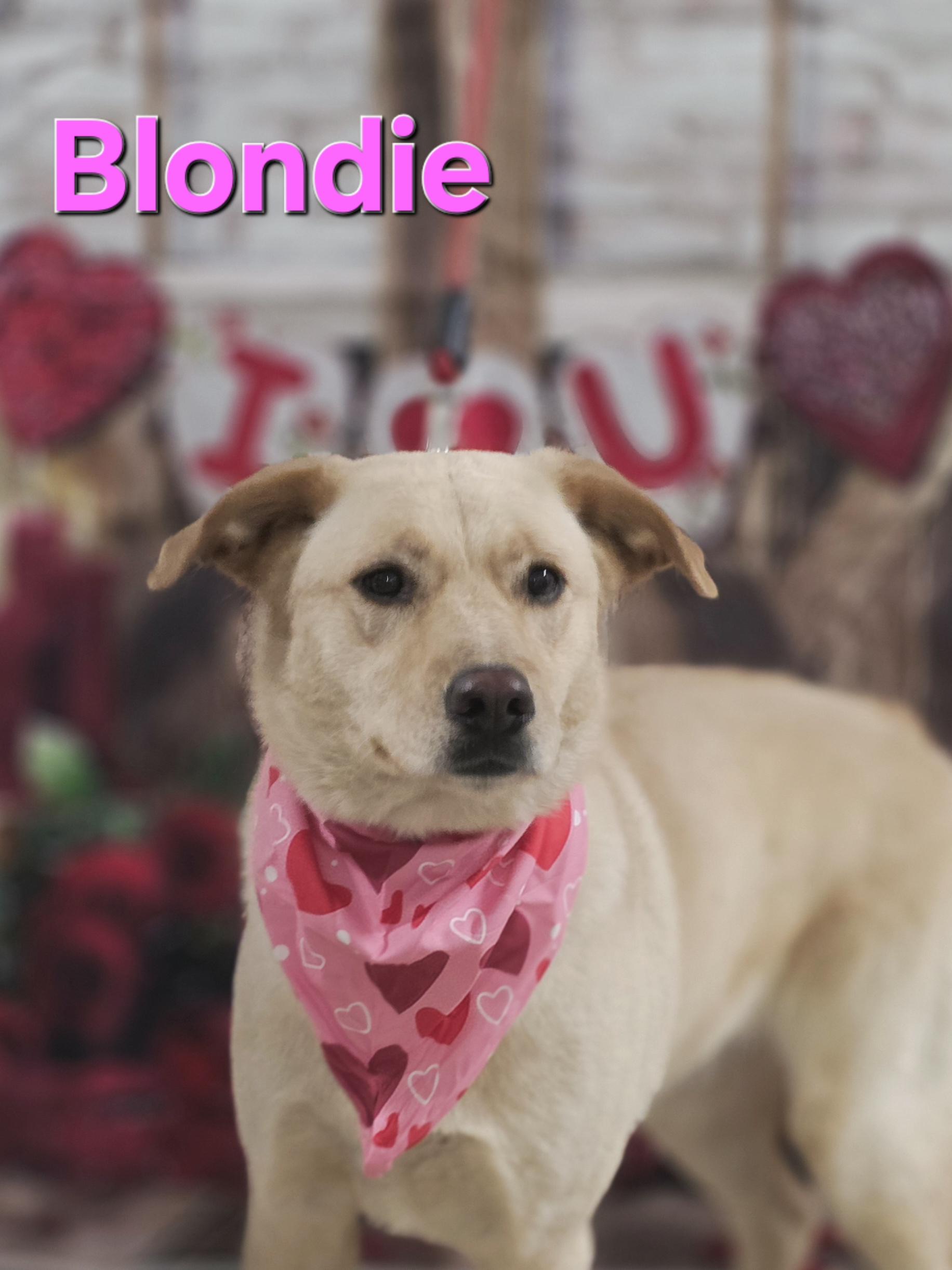 Blondie, adopted, Young Female Yellow Labrador Retriever.