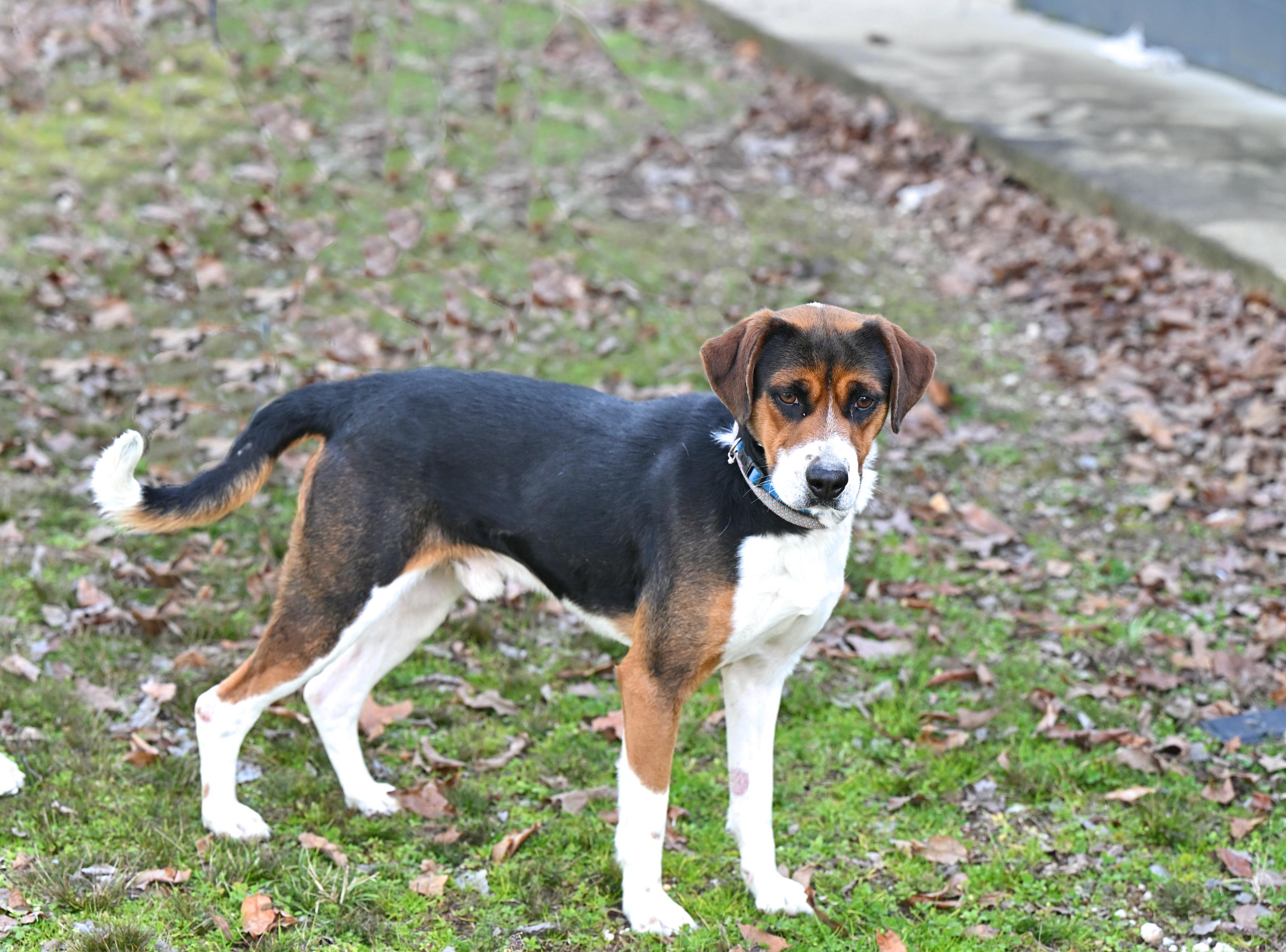 Connor, an adopted Beagle Mix in Hot Springs, AR_image-1