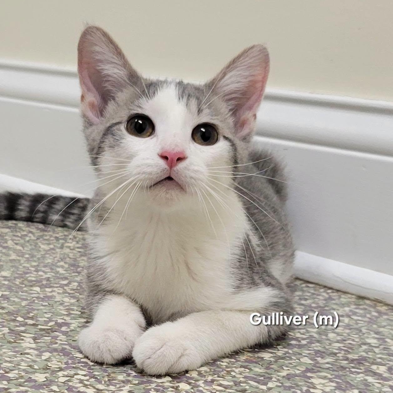 Gulliver