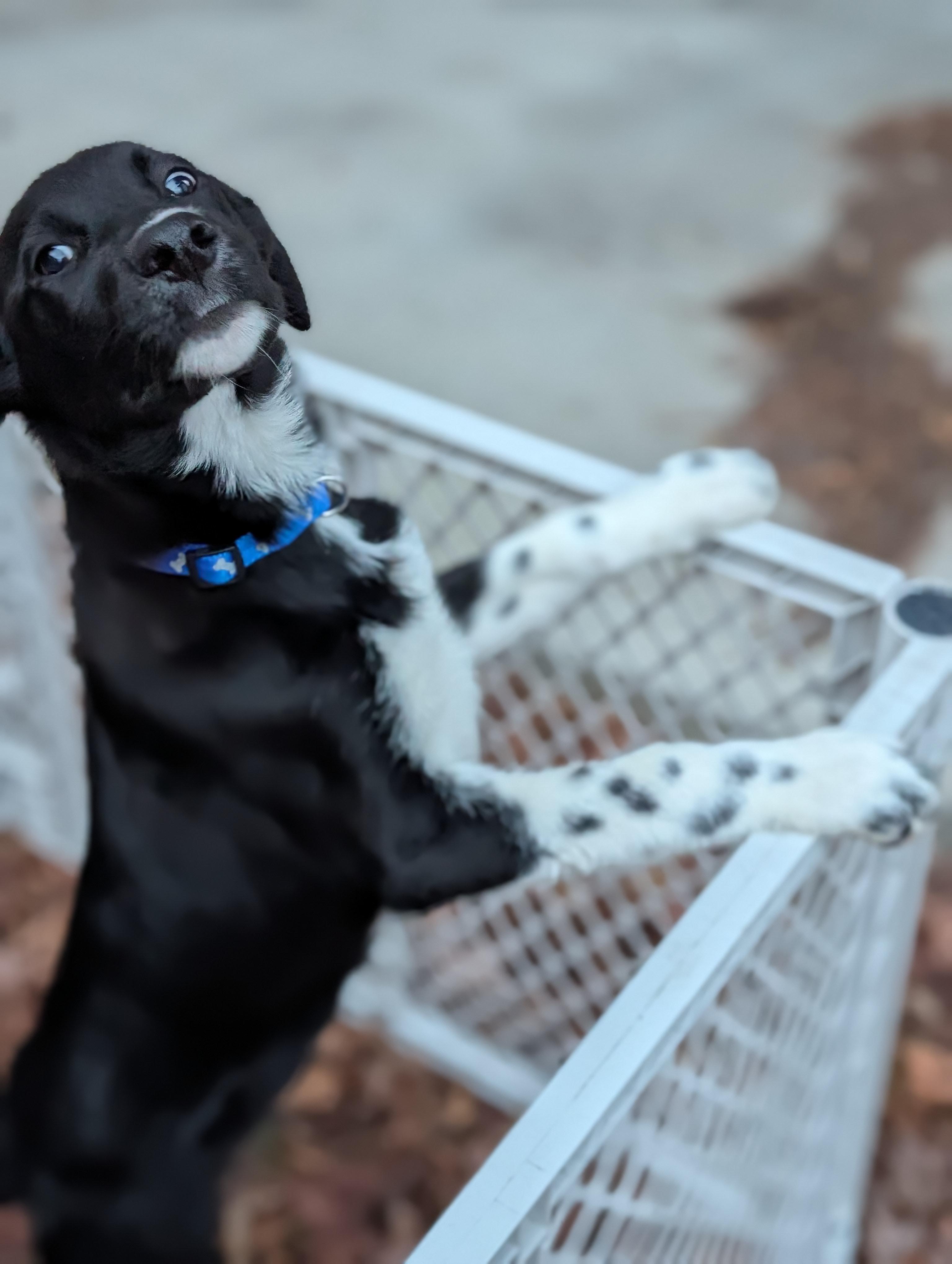 Bear, a Adoptable mixed breed in Bloomingdale, GA image 5/6